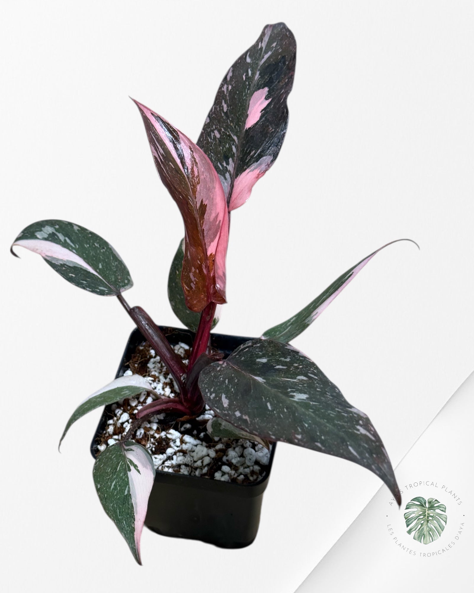 Philodendron Pink Princess Galaxy -86