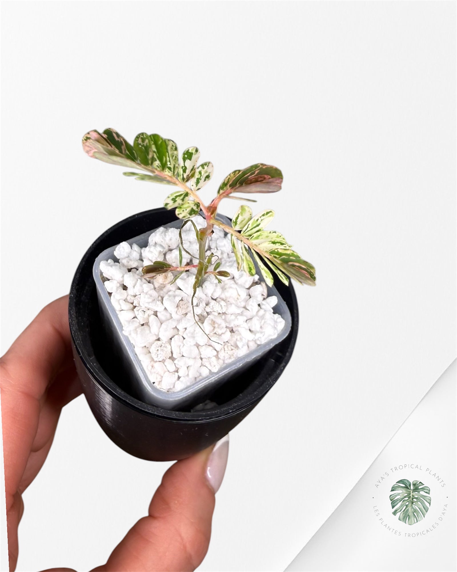 Phyllanthus urinaria 'Pink Variegated