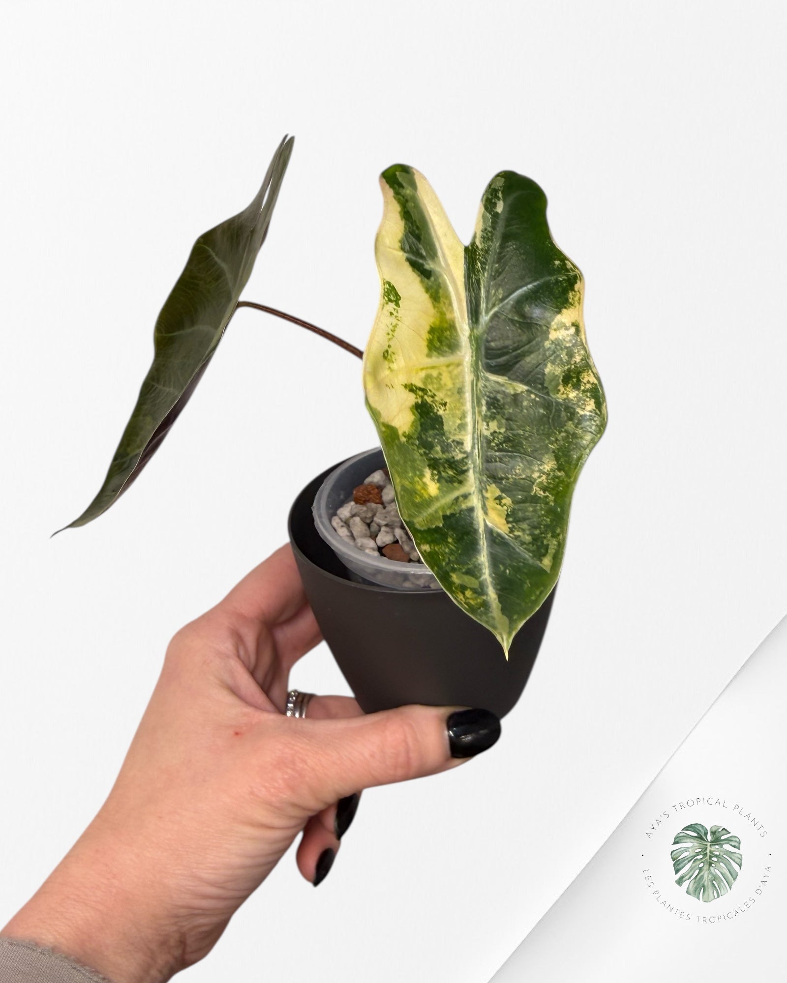 Alocasia Pseudo Sanderiana panachée | Plante rare cultivée en culture tropicale | Plantes tropicales d'Aya