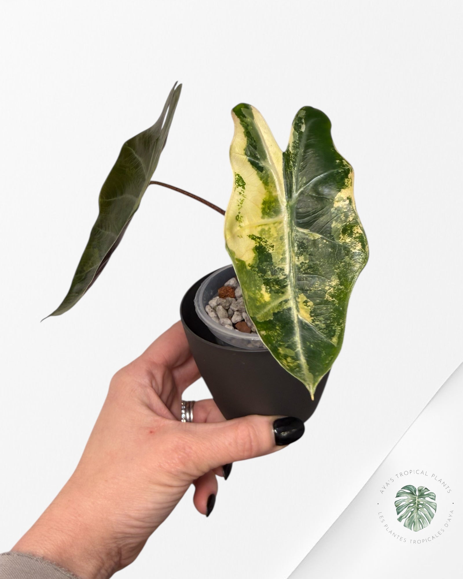 Alocasia Pseudo Sanderiana panachée | Plante rare cultivée en culture tropicale | Plantes tropicales d'Aya