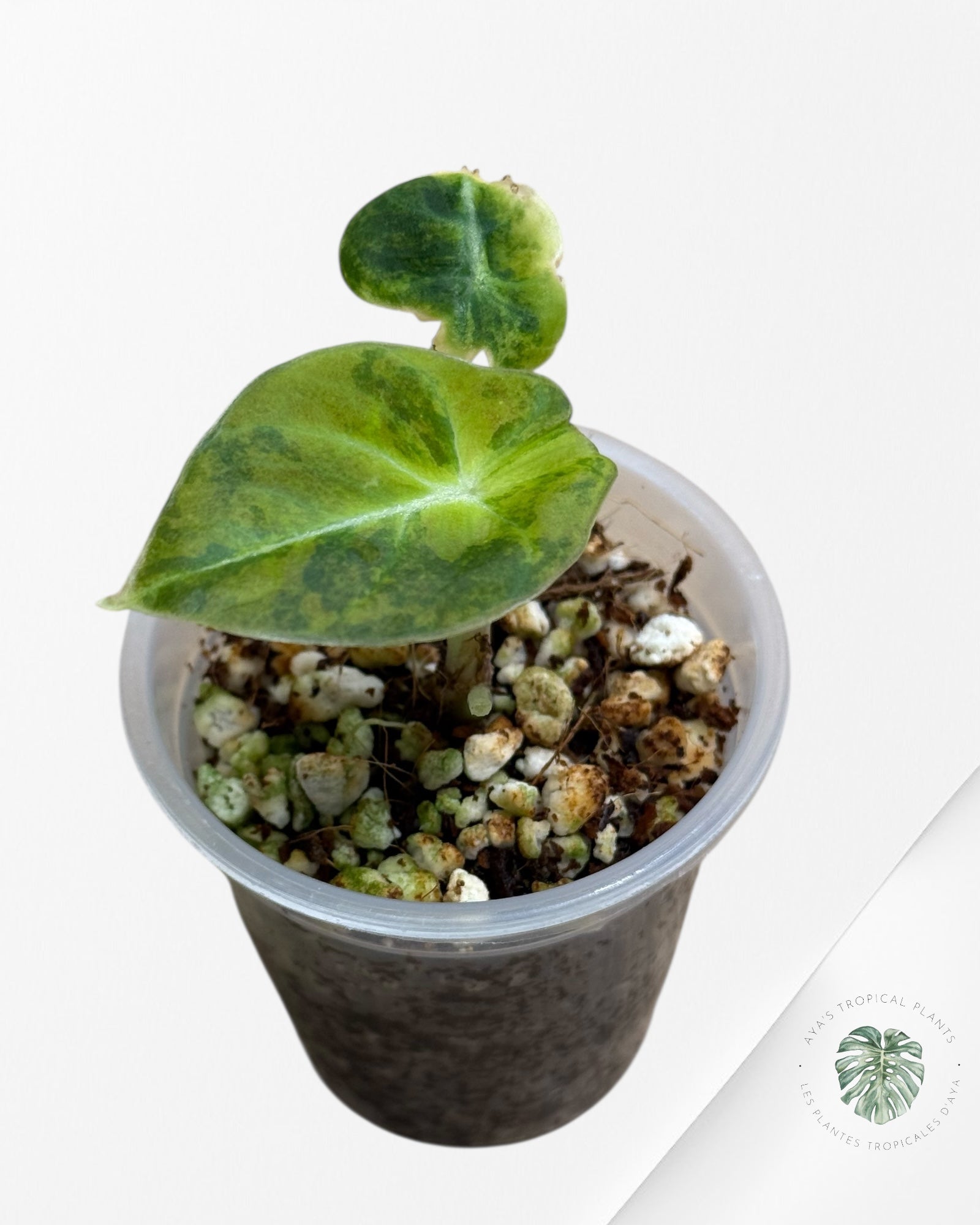 Alocasia Black Velvet Gold-91