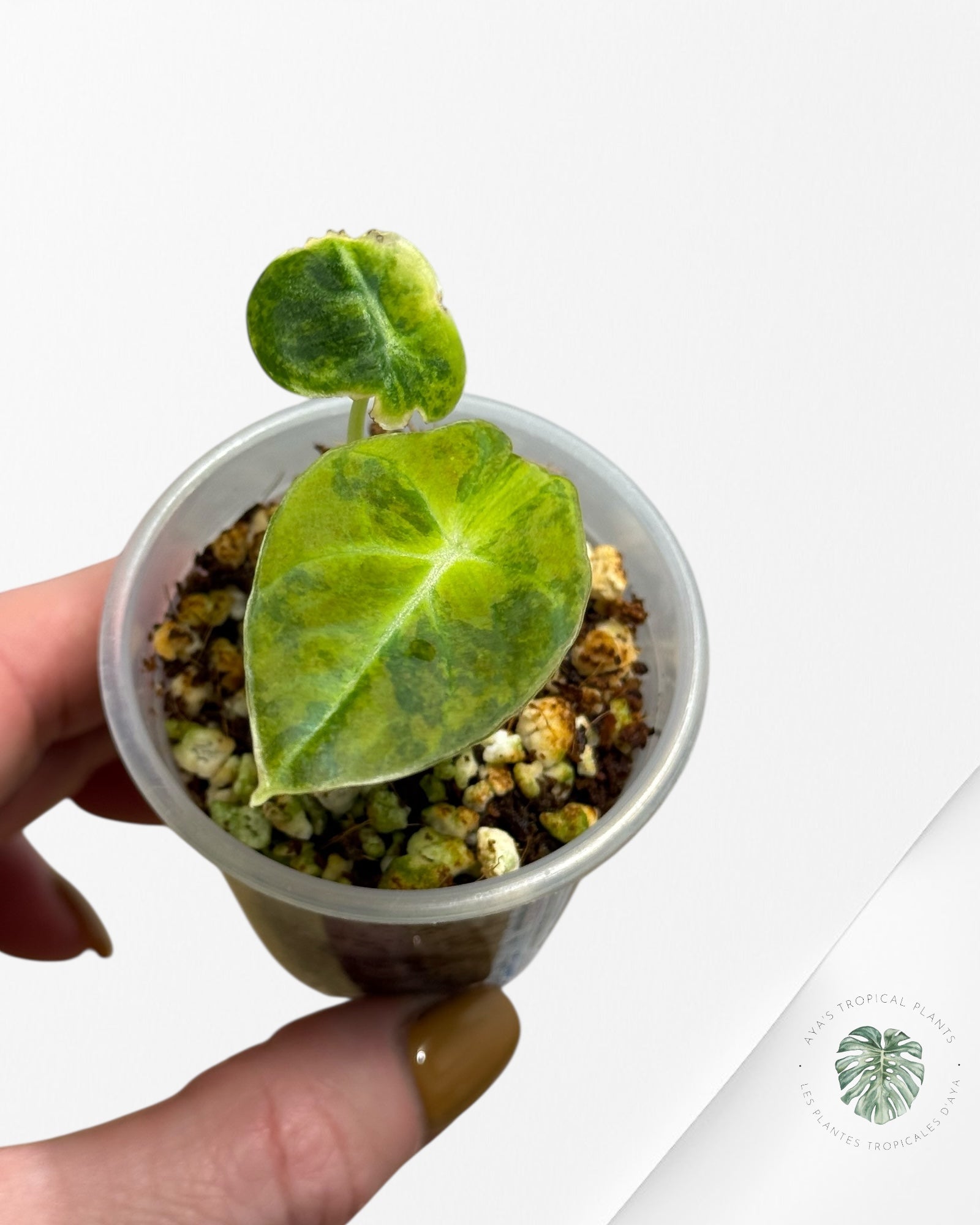 Alocasia Black Velvet Gold-91