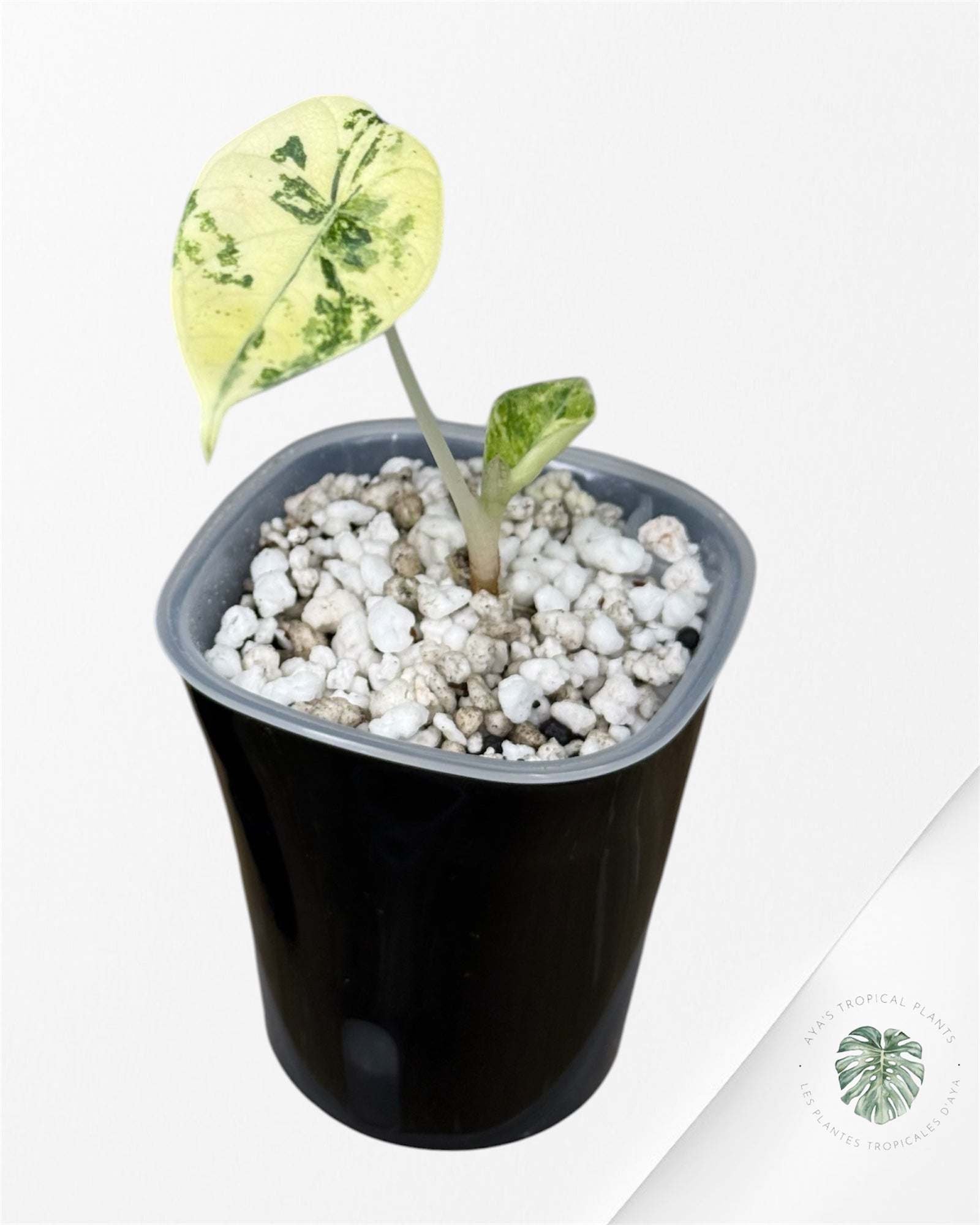 Alocasia Maharani Golden Lime