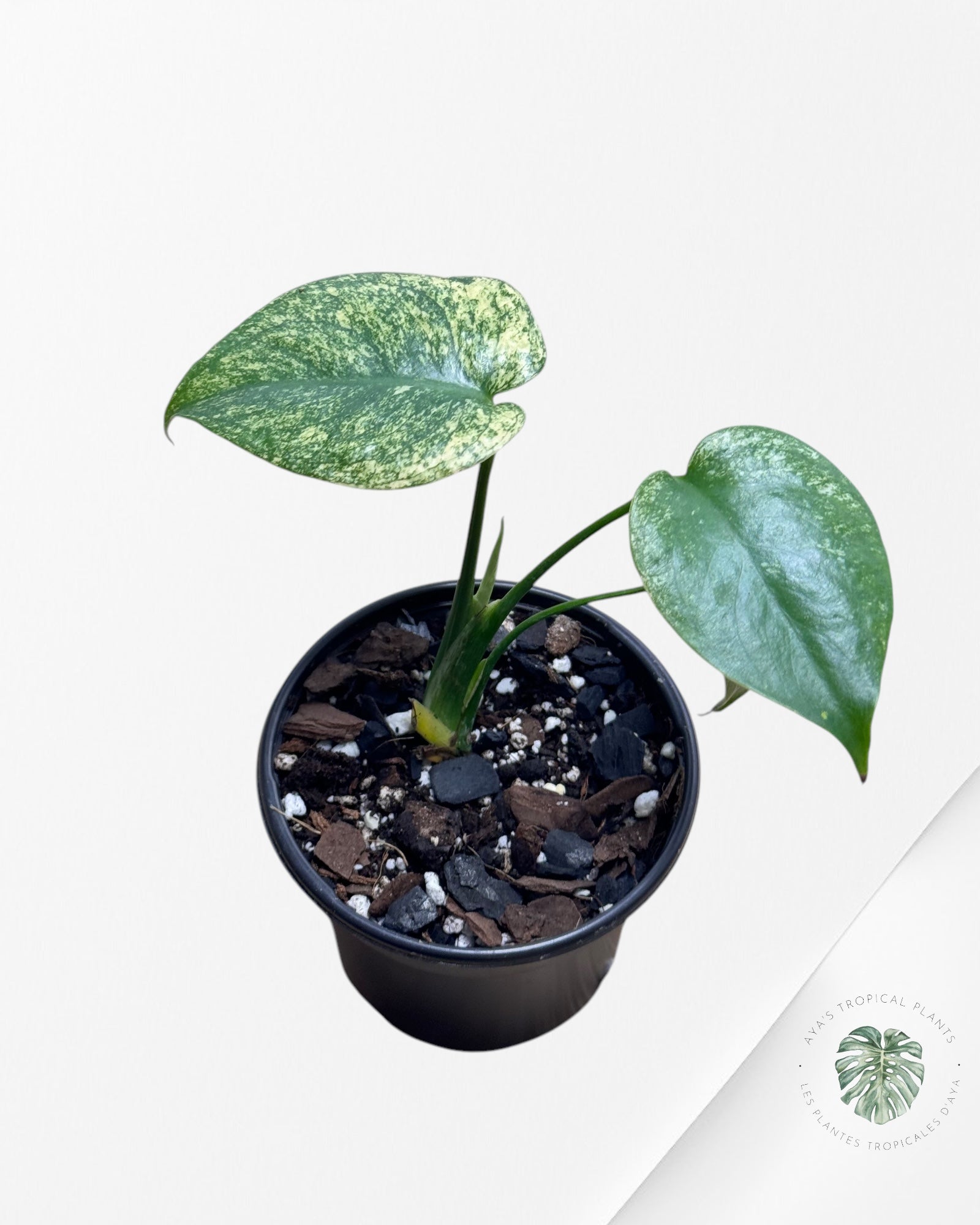 Monstera Deliciosa Menthe-3