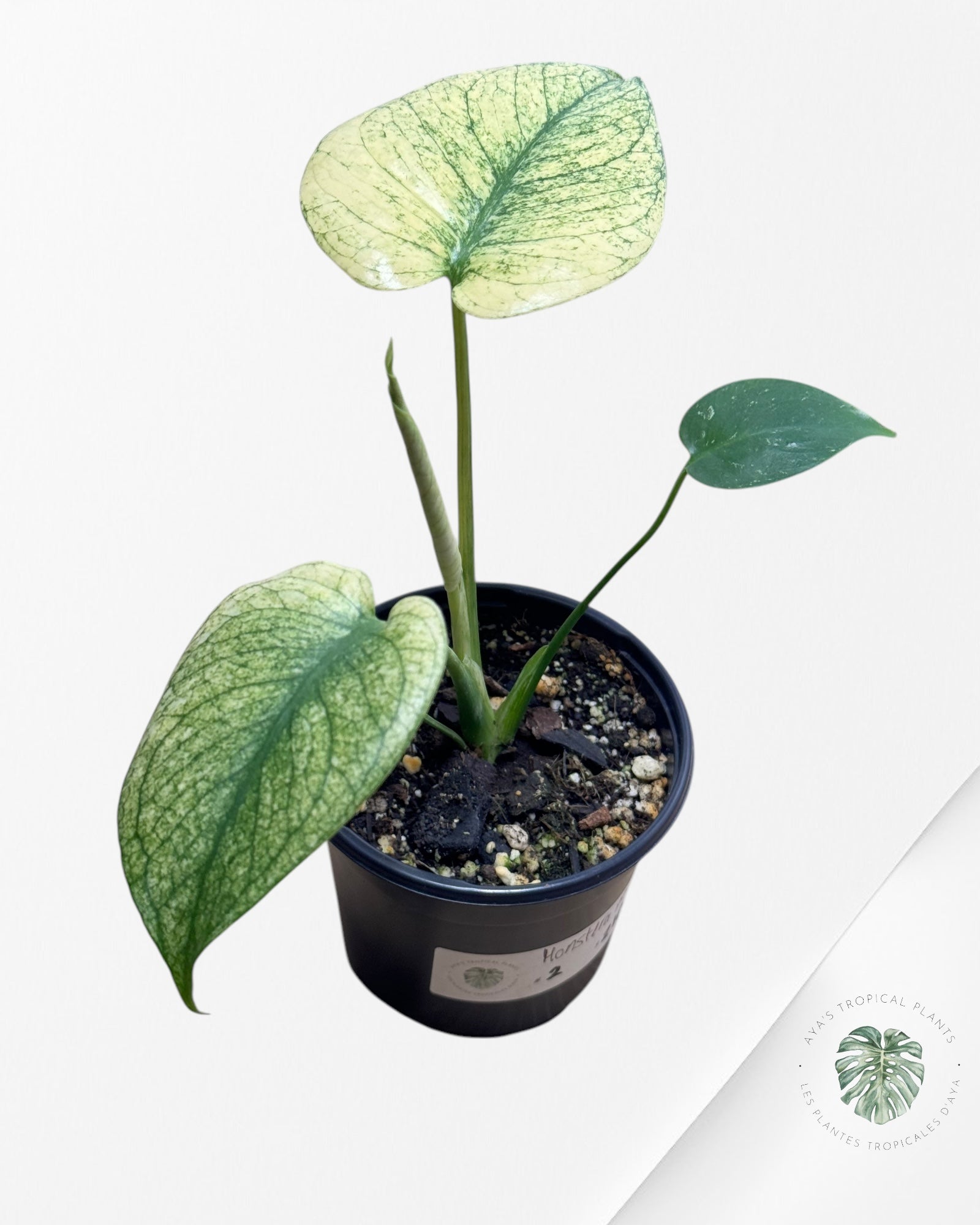 Monstera Deliciosa Menthe -22