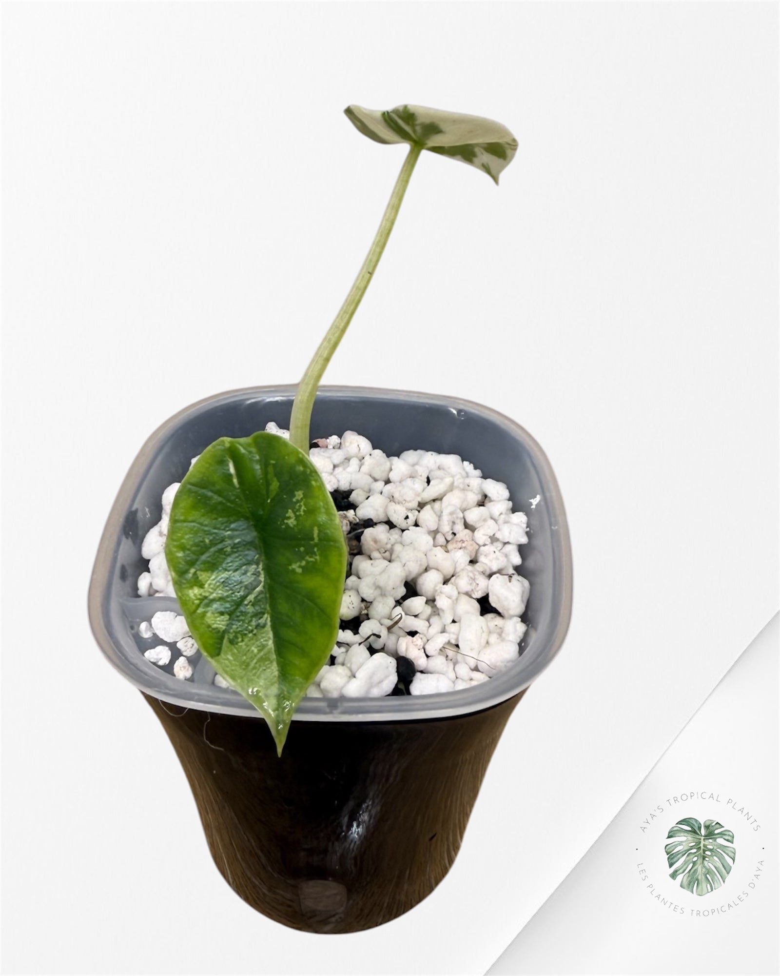 Alocasia Bisma Platinum Albo Variegated