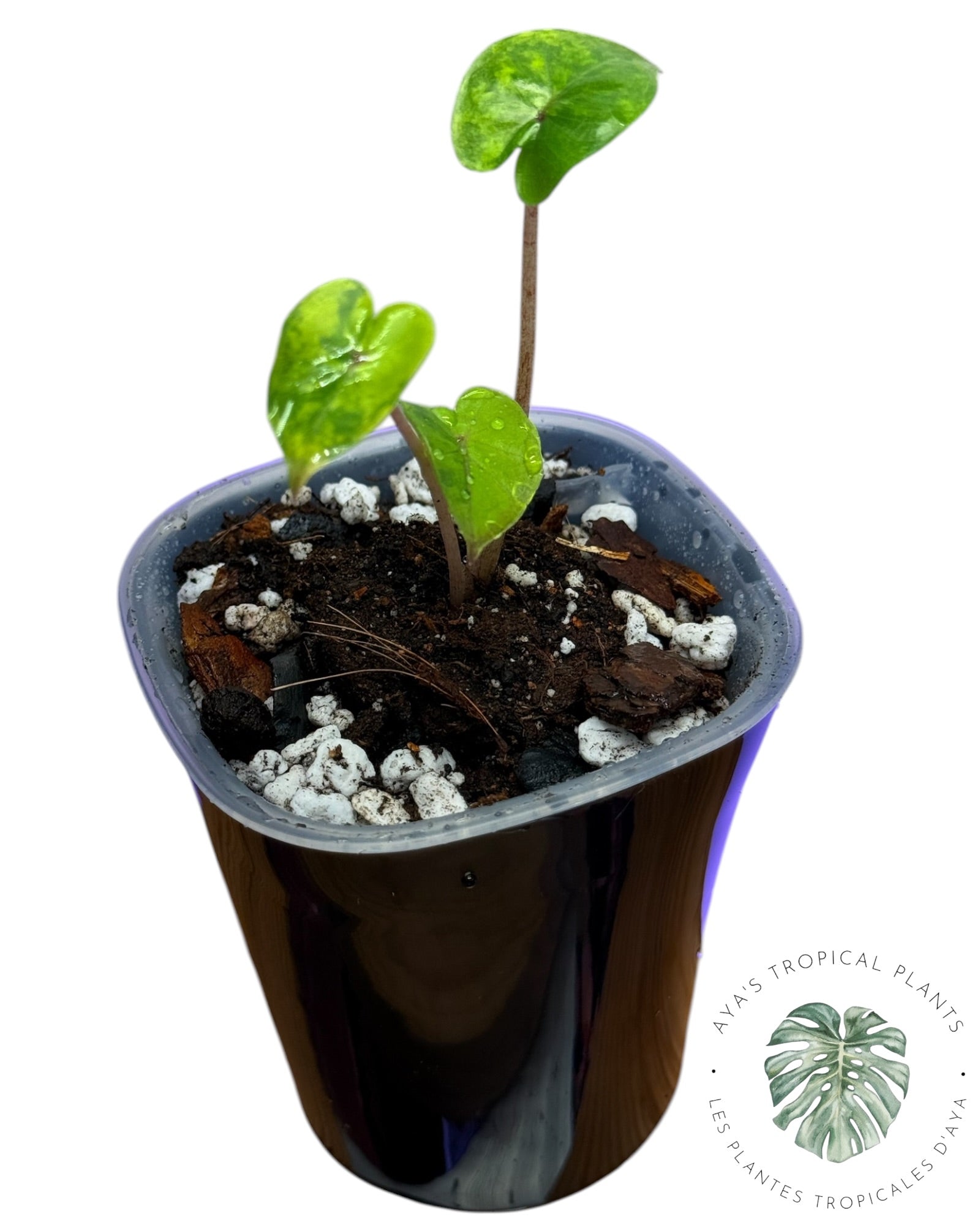 Alocasia Yucatan Aurea Variegated