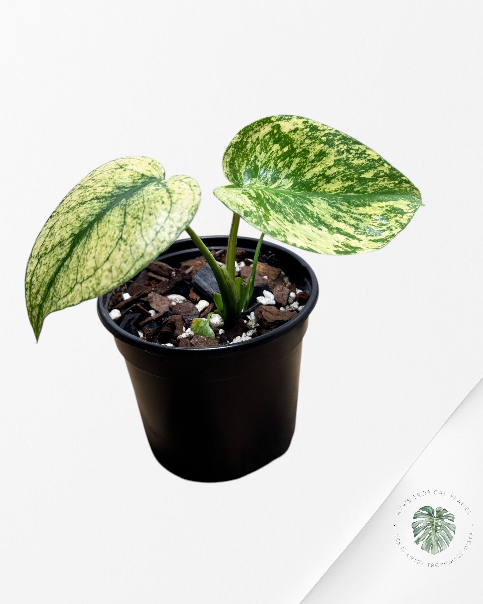 Monstera Deliciosa Menthe - 033