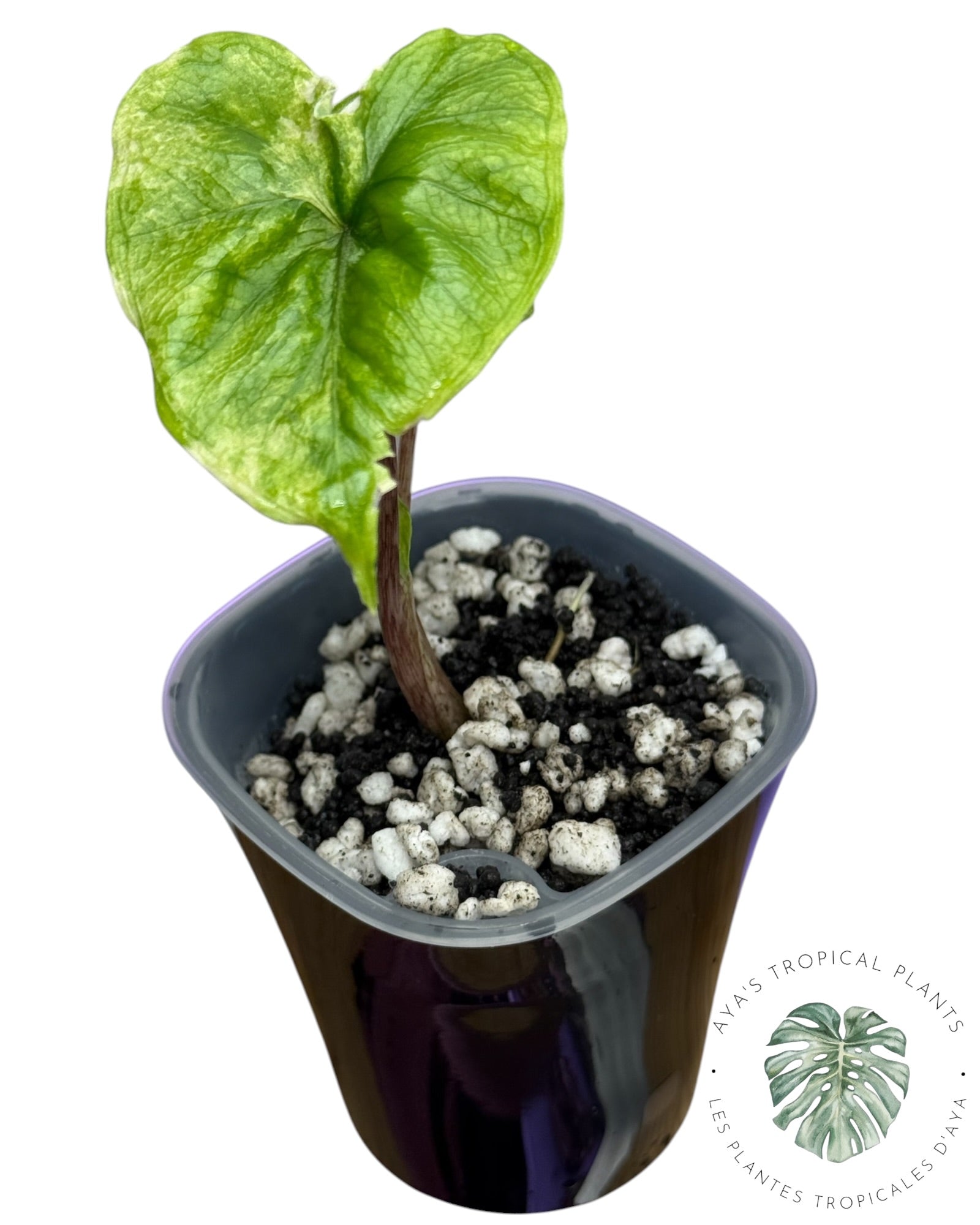 Alocasia Jacklyn Variegated (Grade A)