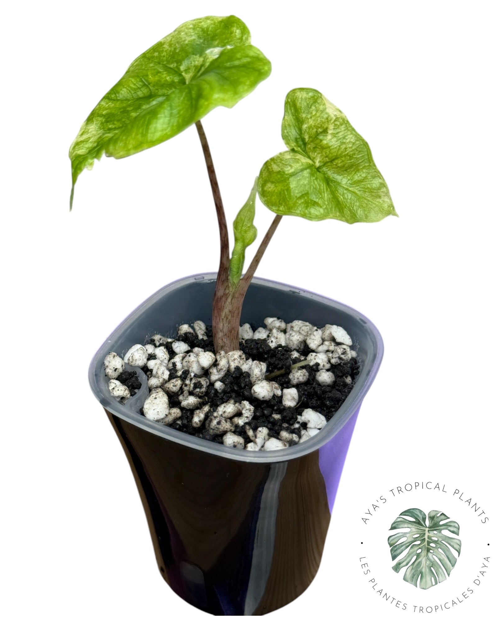 Alocasia Jacklyn Variegated (Grade A)