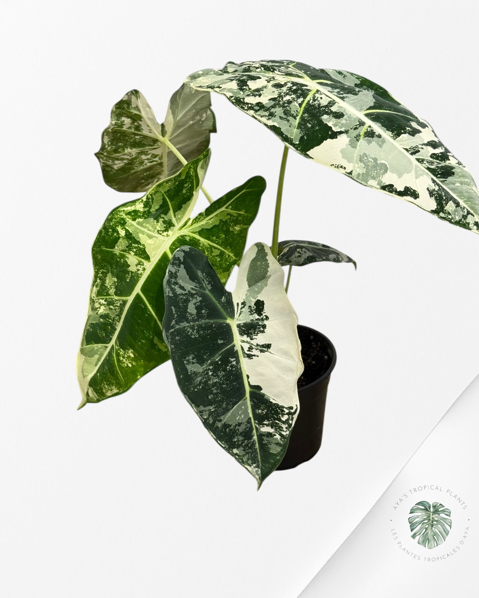 Alocasia Frydek Panaché - 94