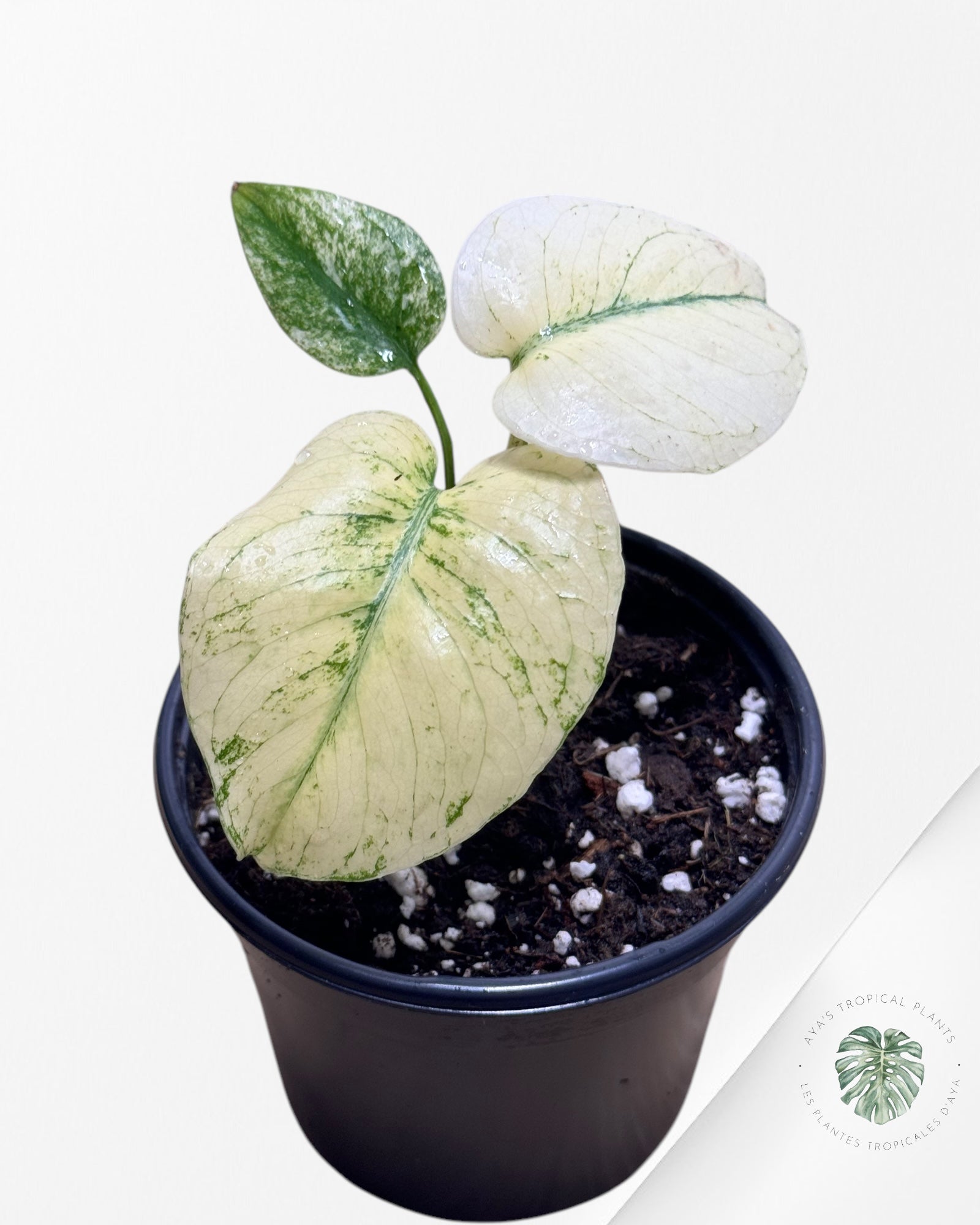 Monstera white monster - 011