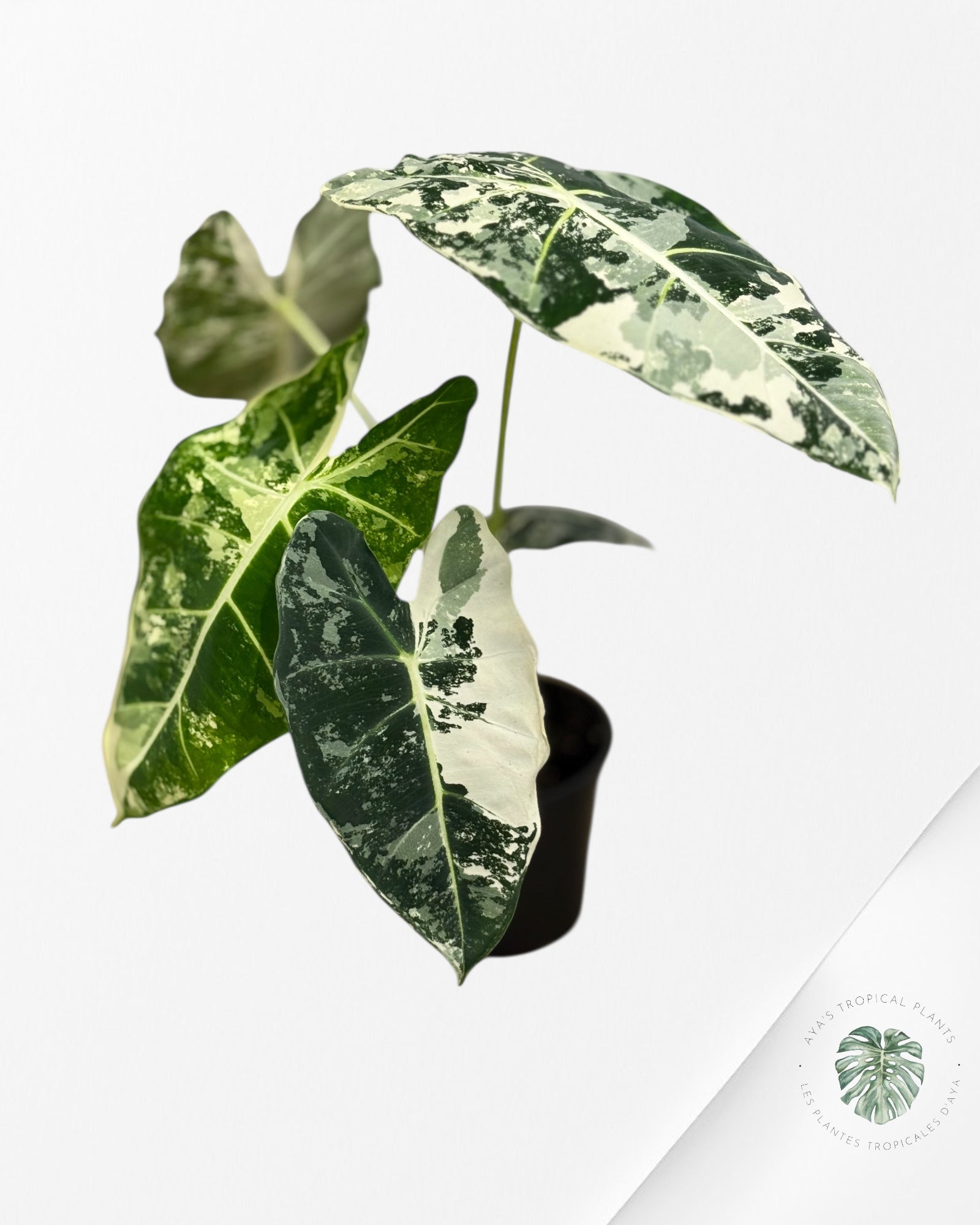 Alocasia Frydek Panaché - 94