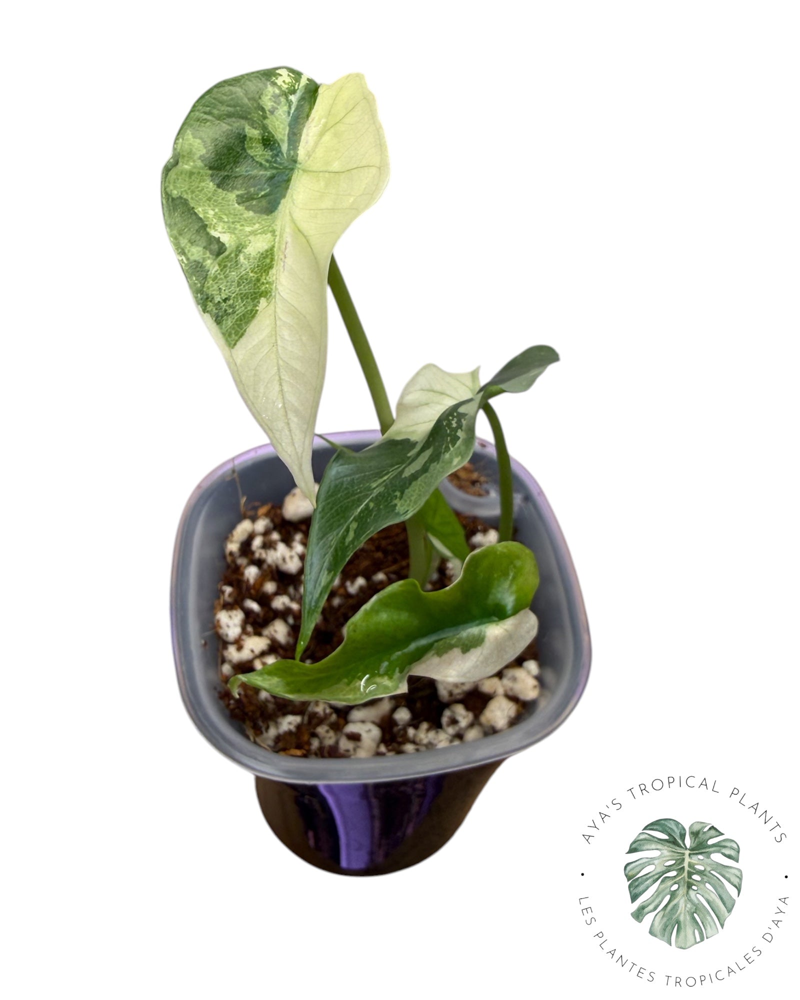 Alocasia  Simpo Albo Variegated