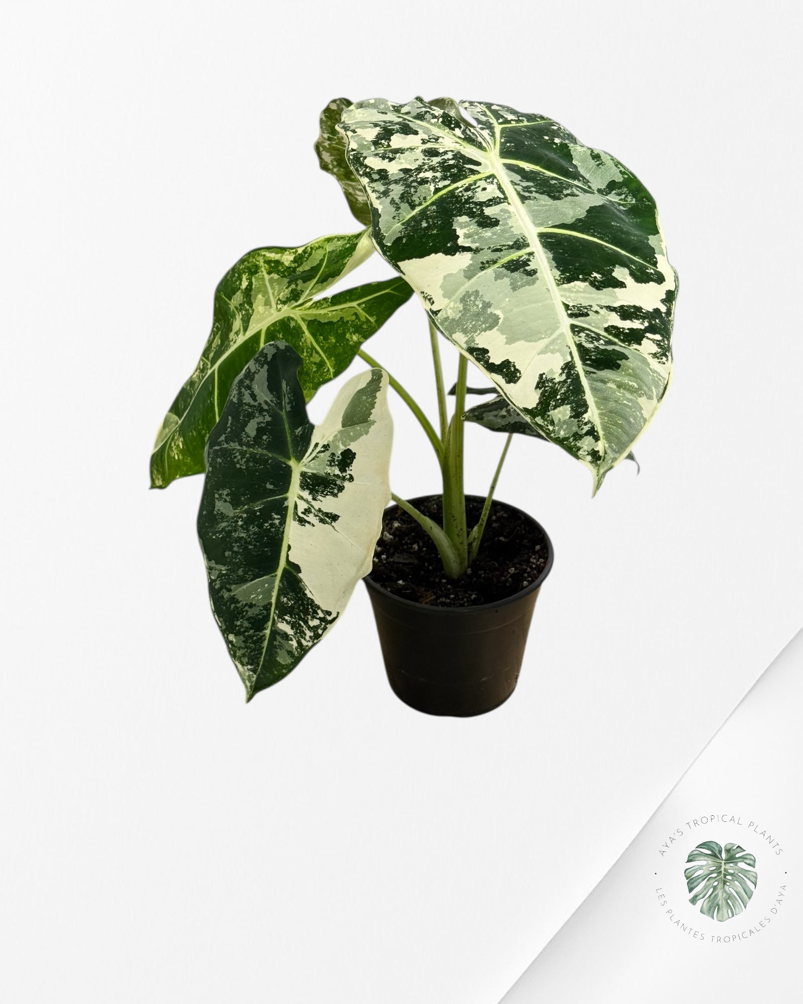 Alocasia Frydek Variegated - 94