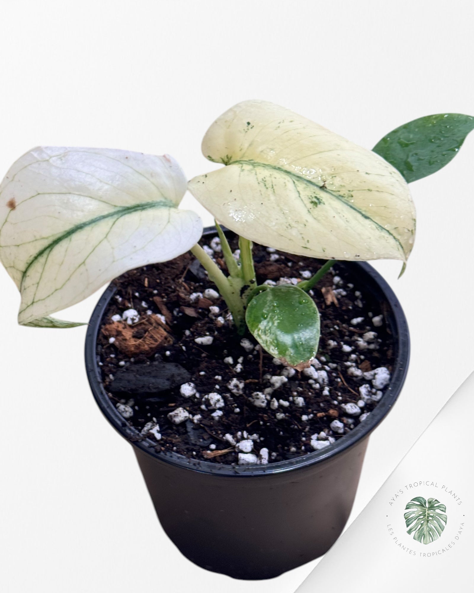 Monstera Monstre Blanc - WM1