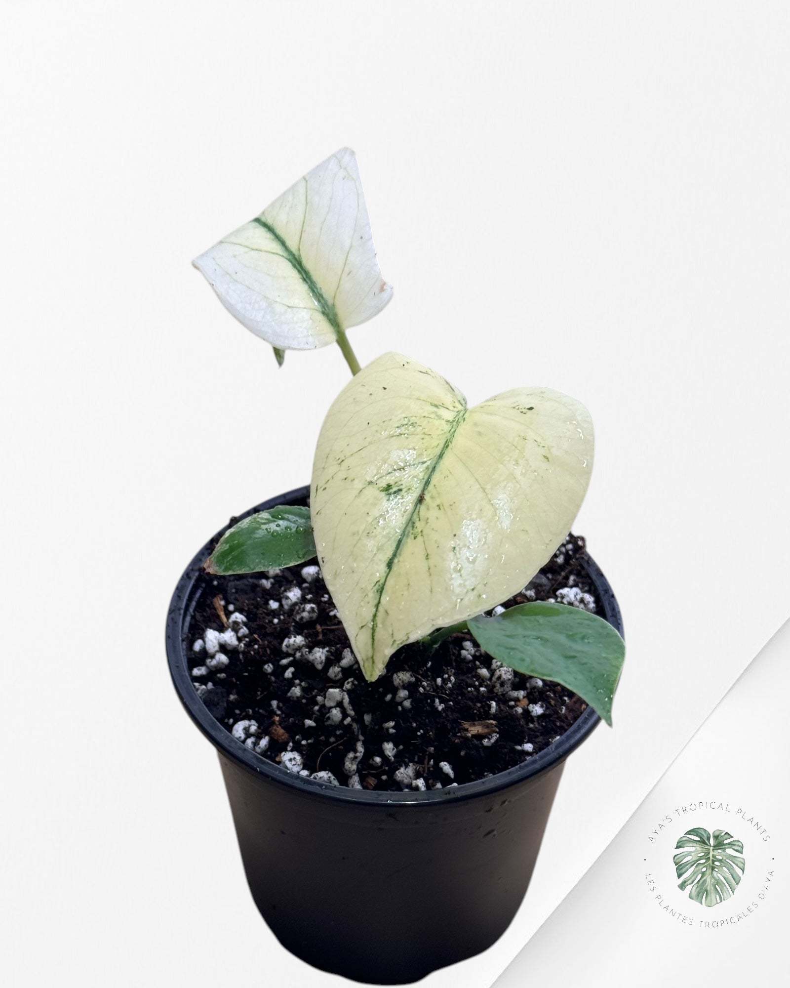 Monstera Monstre Blanc - WM1