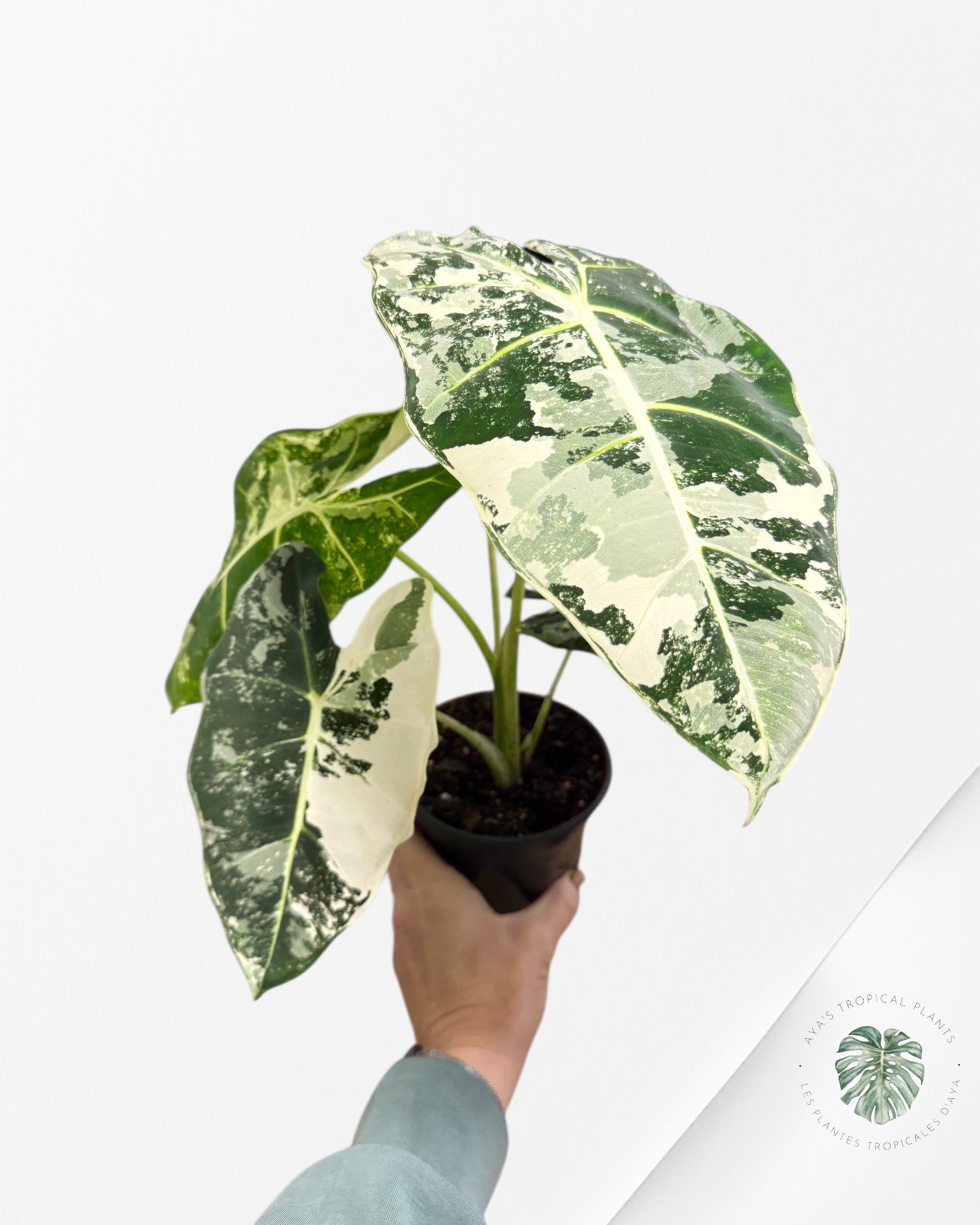 Alocasia Frydek Variegated - 94
