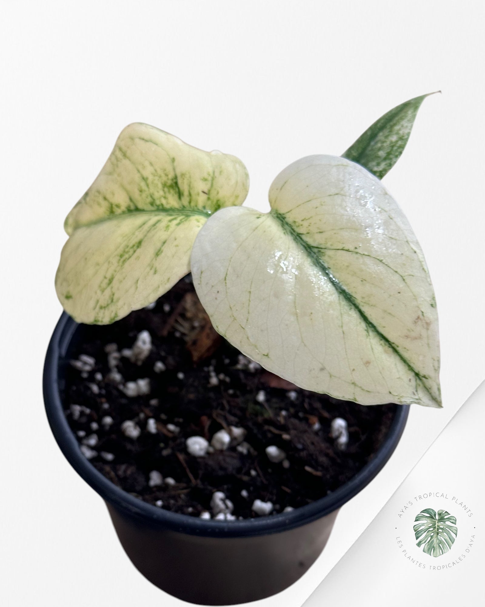 Monstera white monster - 011