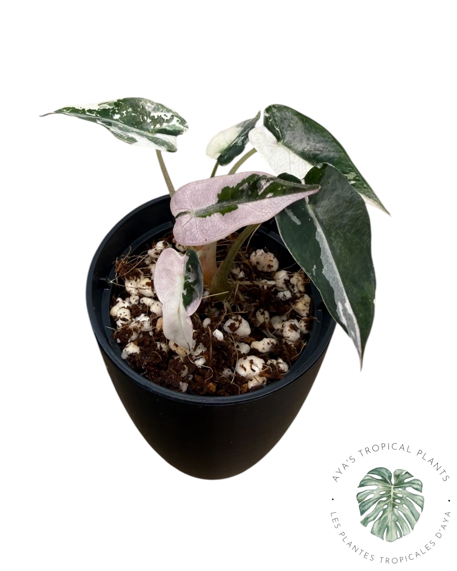 Alocasia Bambino Pink Variegated