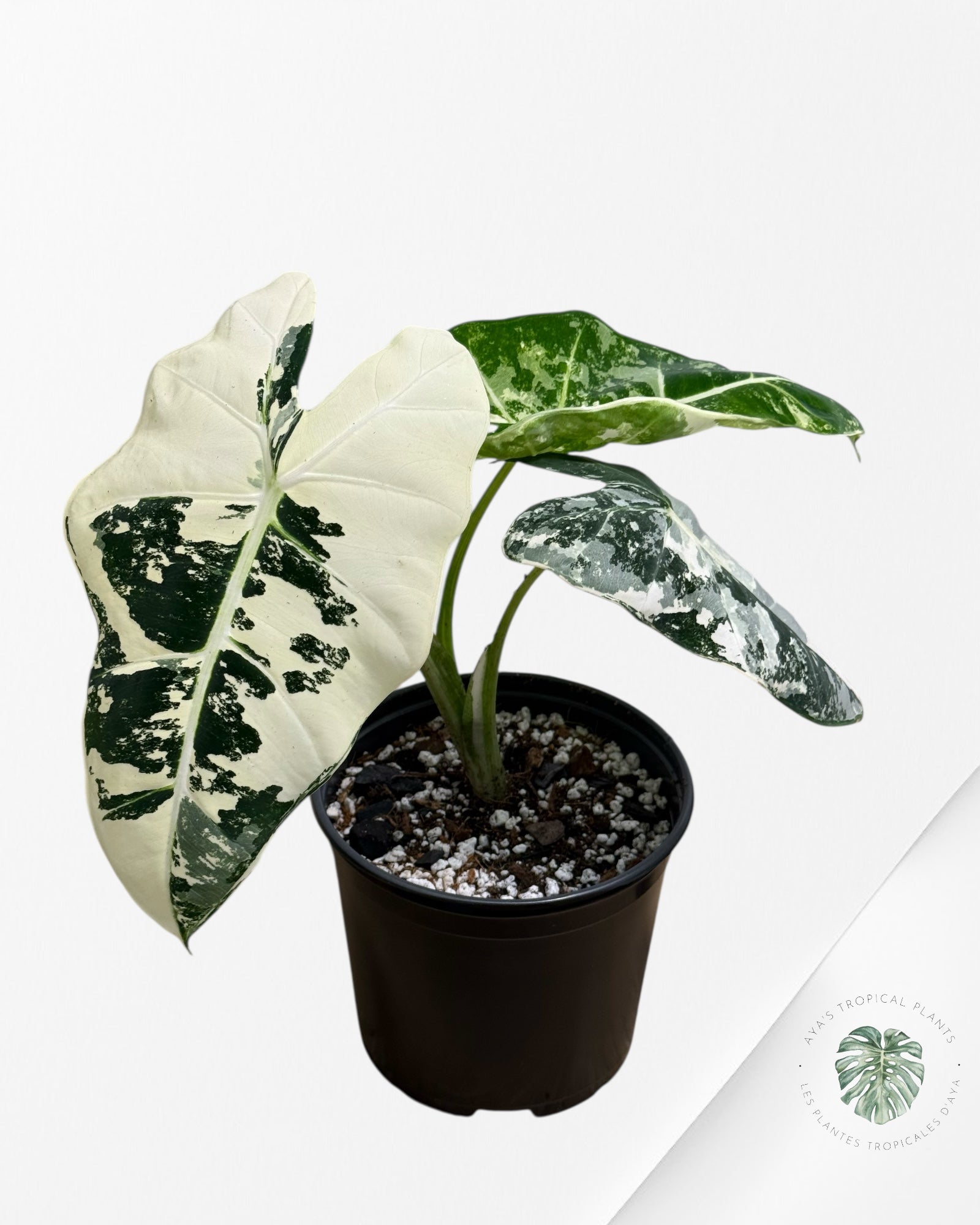 Alocasia Frydek Variegated - 95