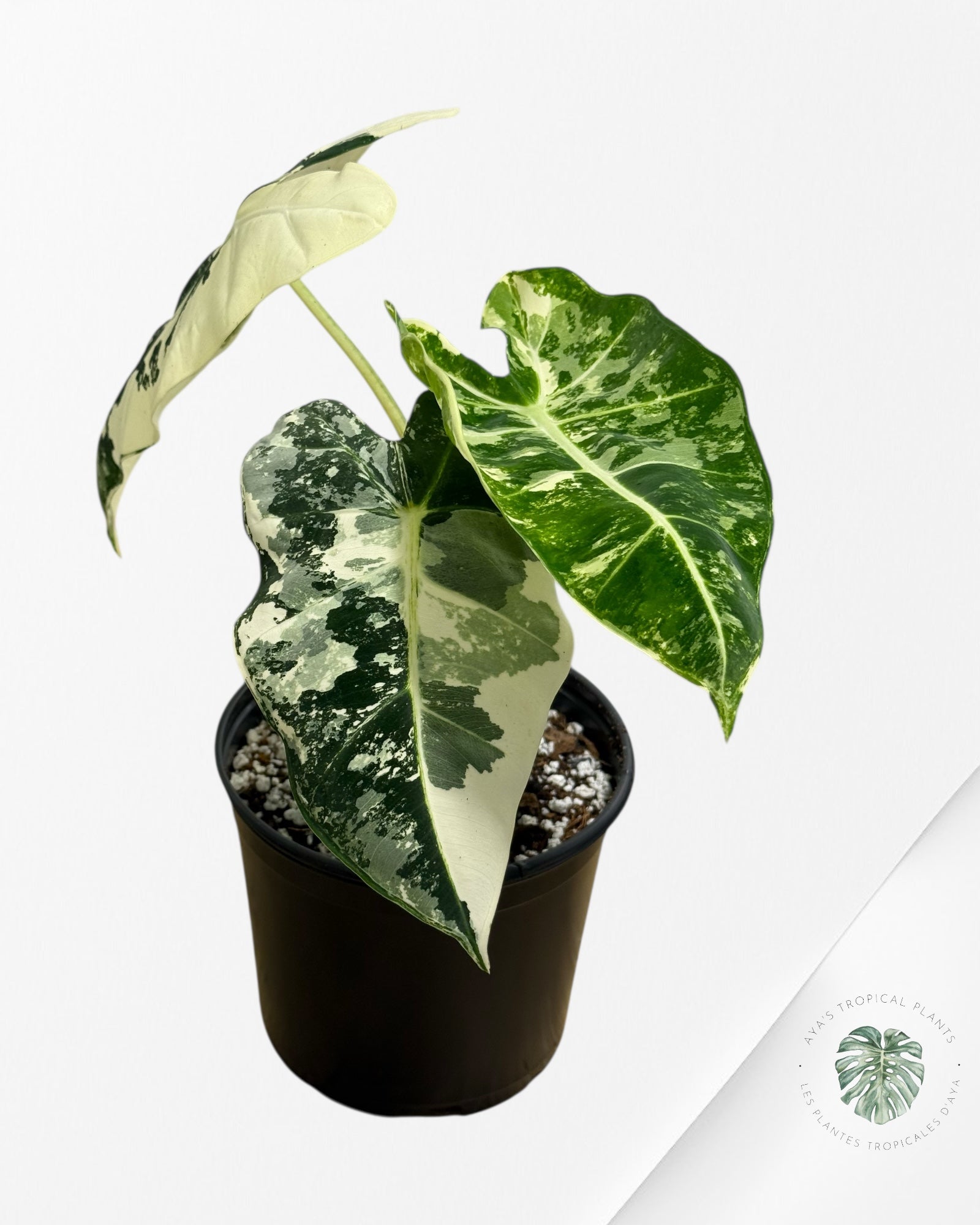 Alocasia Frydek Variegated - 95