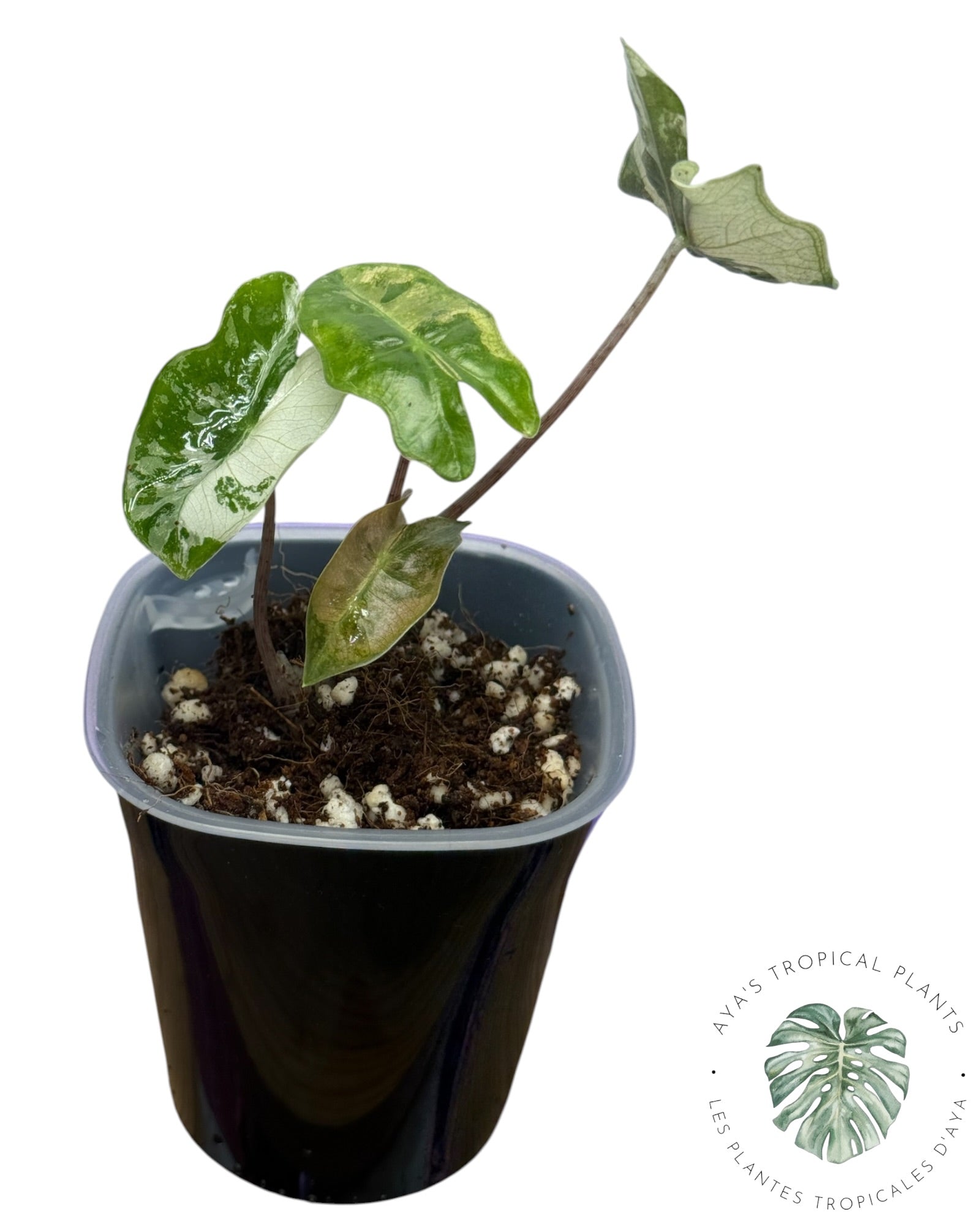 Alocasia Pseudo Sanderiana Pink
