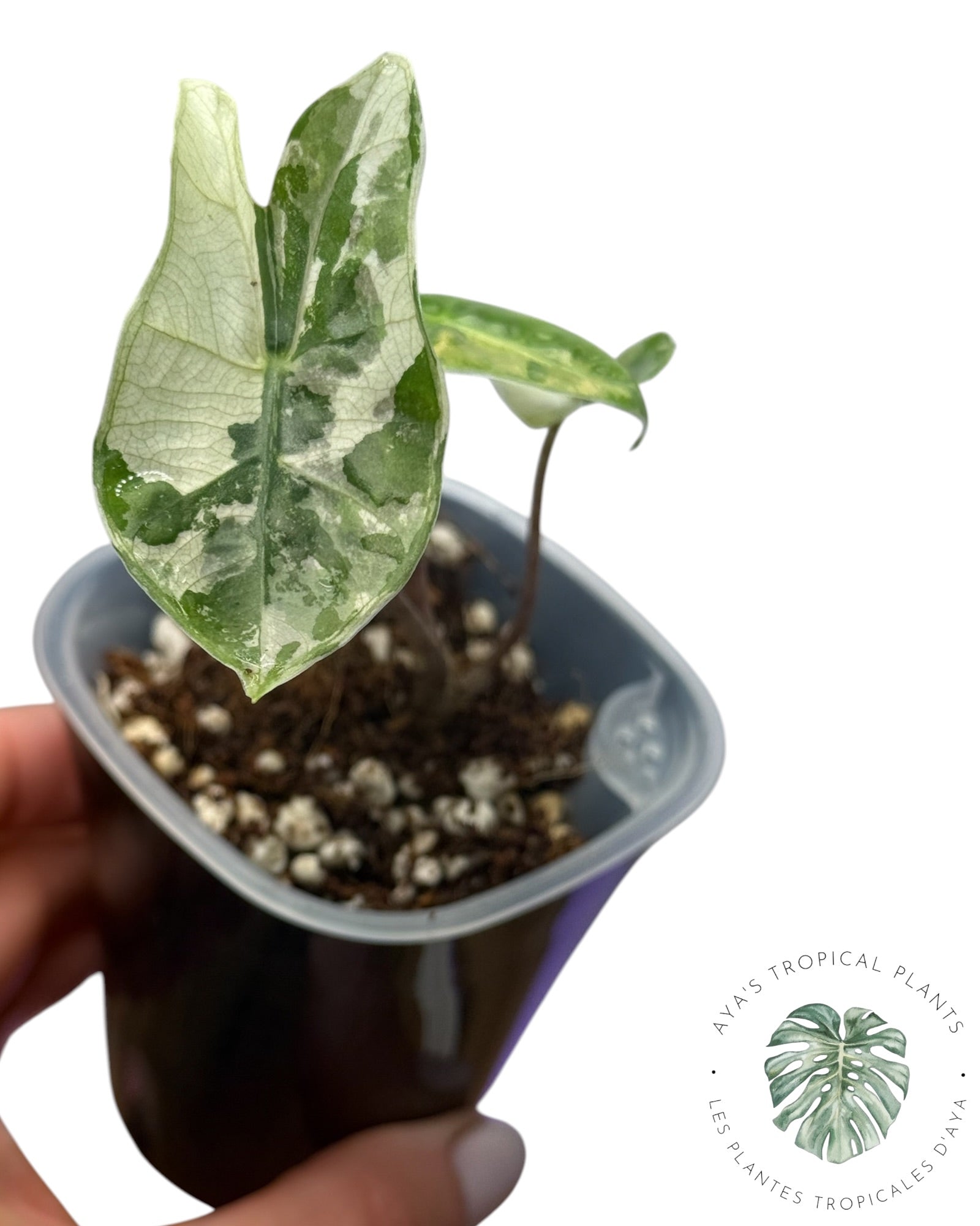 Alocasia Pseudo Sanderiana Pink