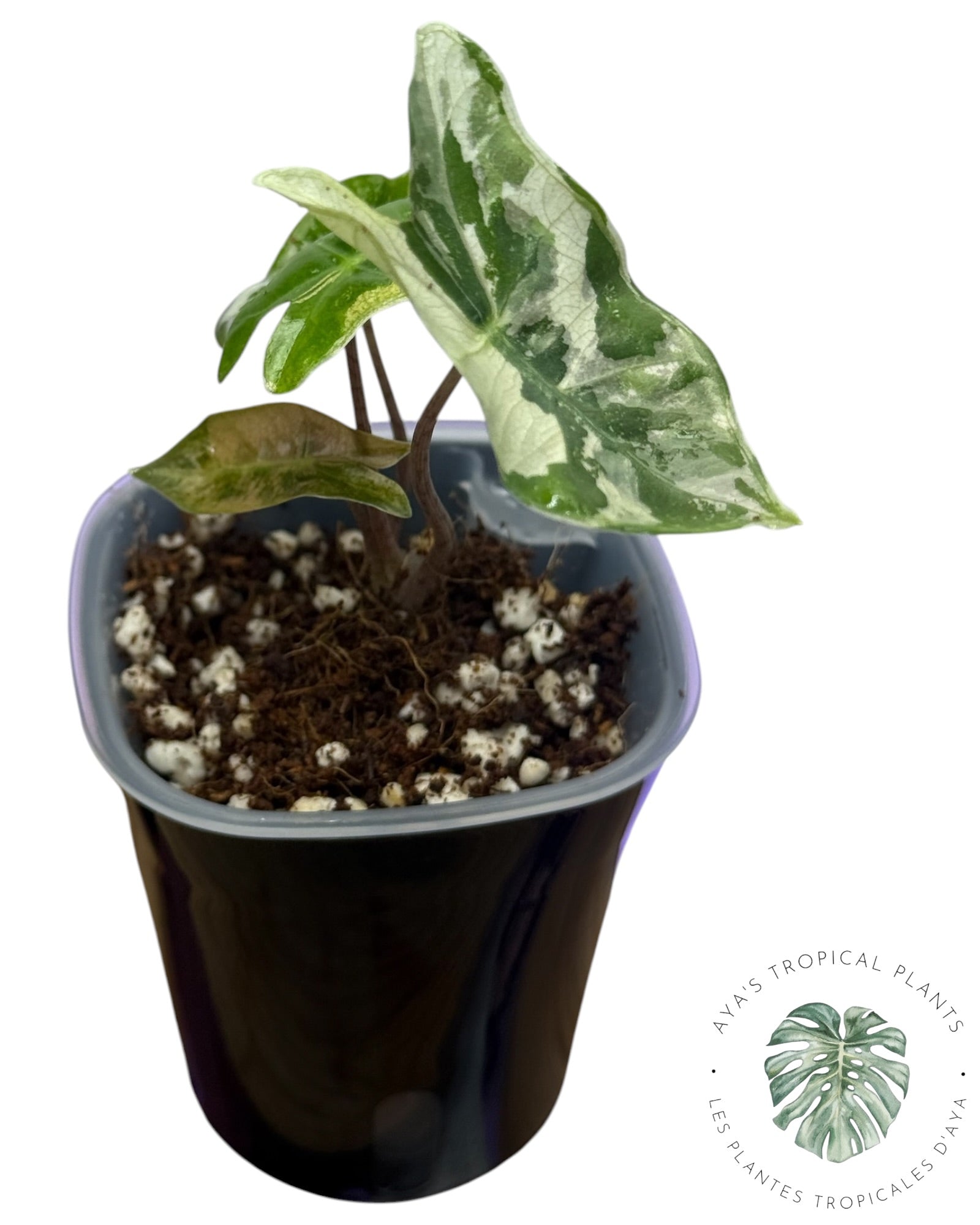 Alocasia Pseudo Sanderiana Pink