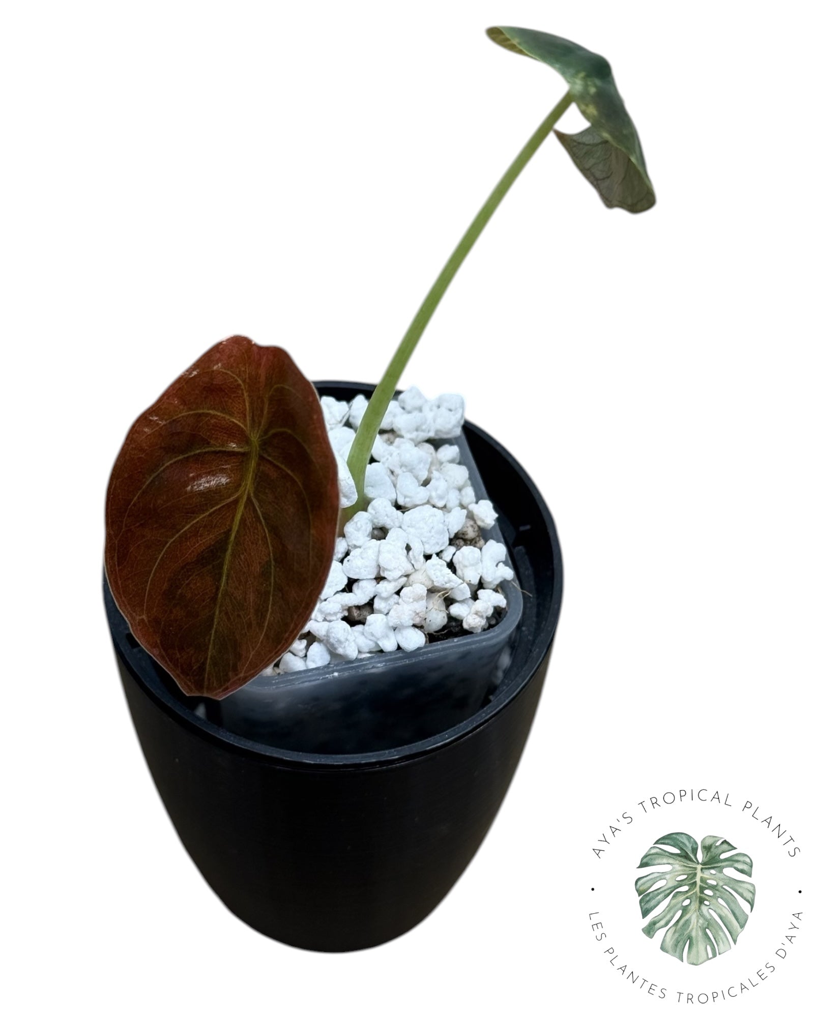 Alocasia Cuprea Golden Latte variegated