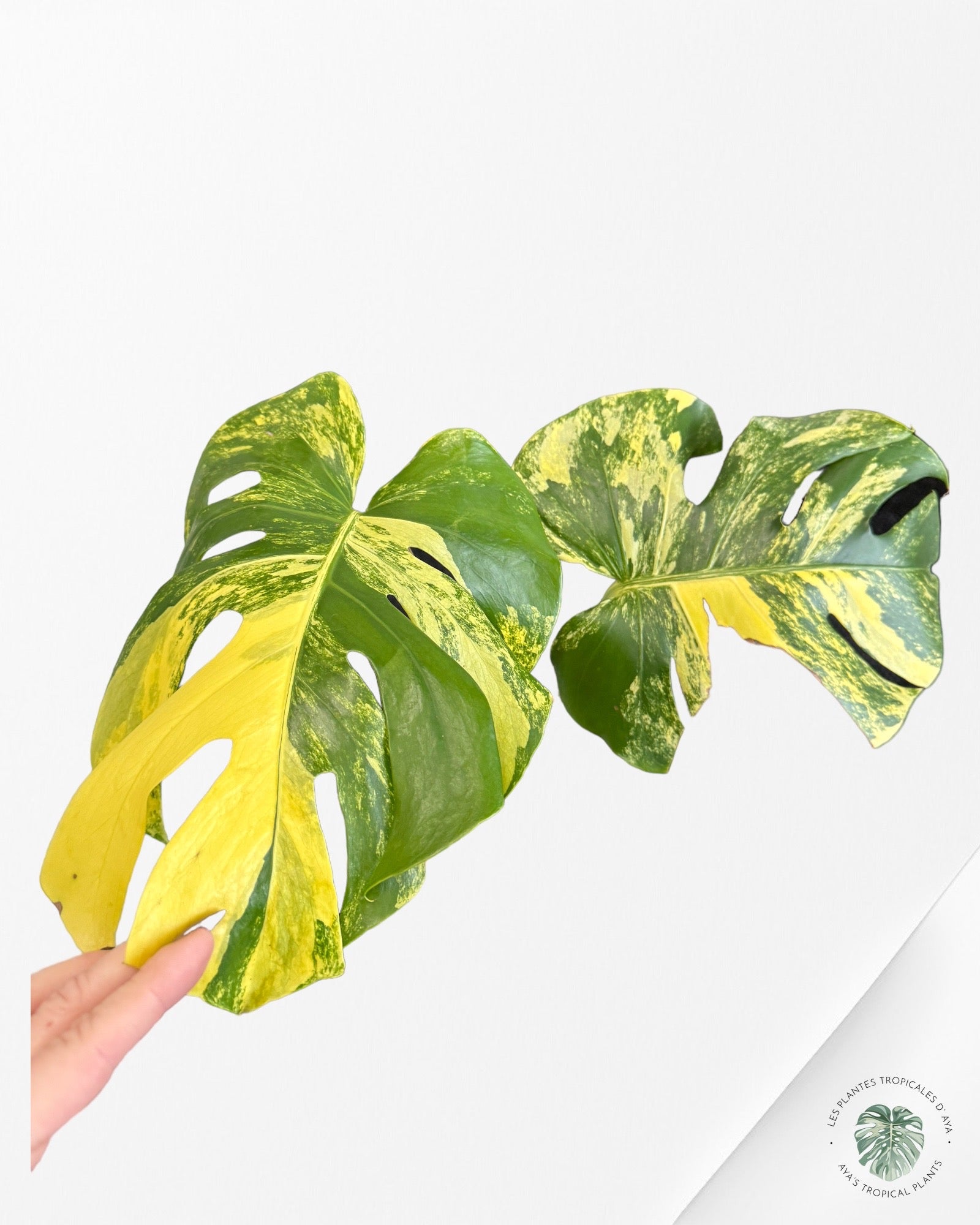 Monstera Deliciosa yellow Marilyn - odontojoy.com.br