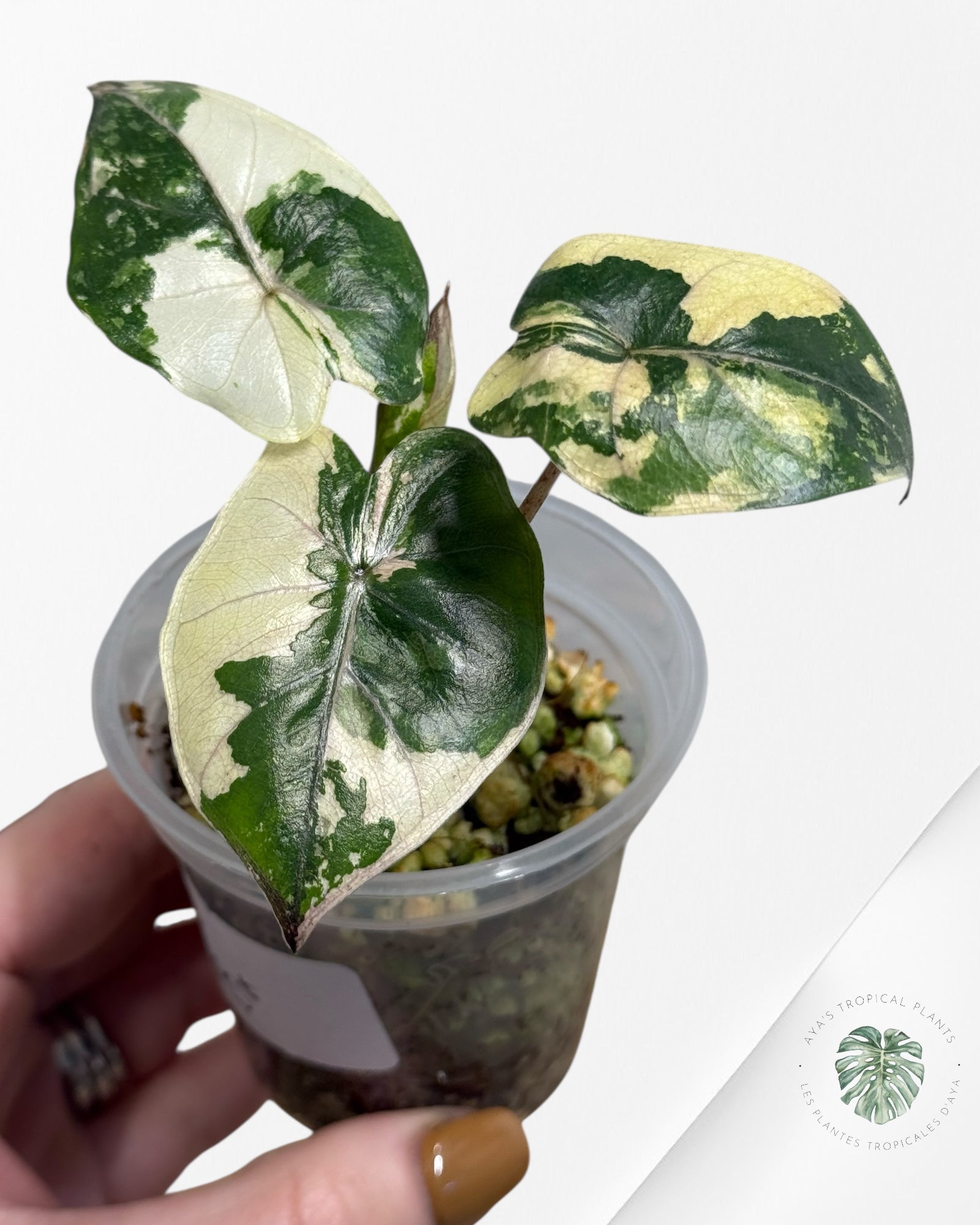 Alocasia Yucatan Princess Variegated- TC3