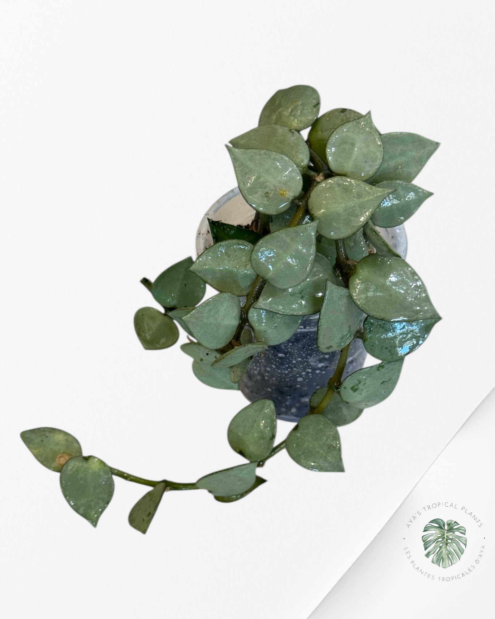 Hoya Krohniana Silver Splash -99