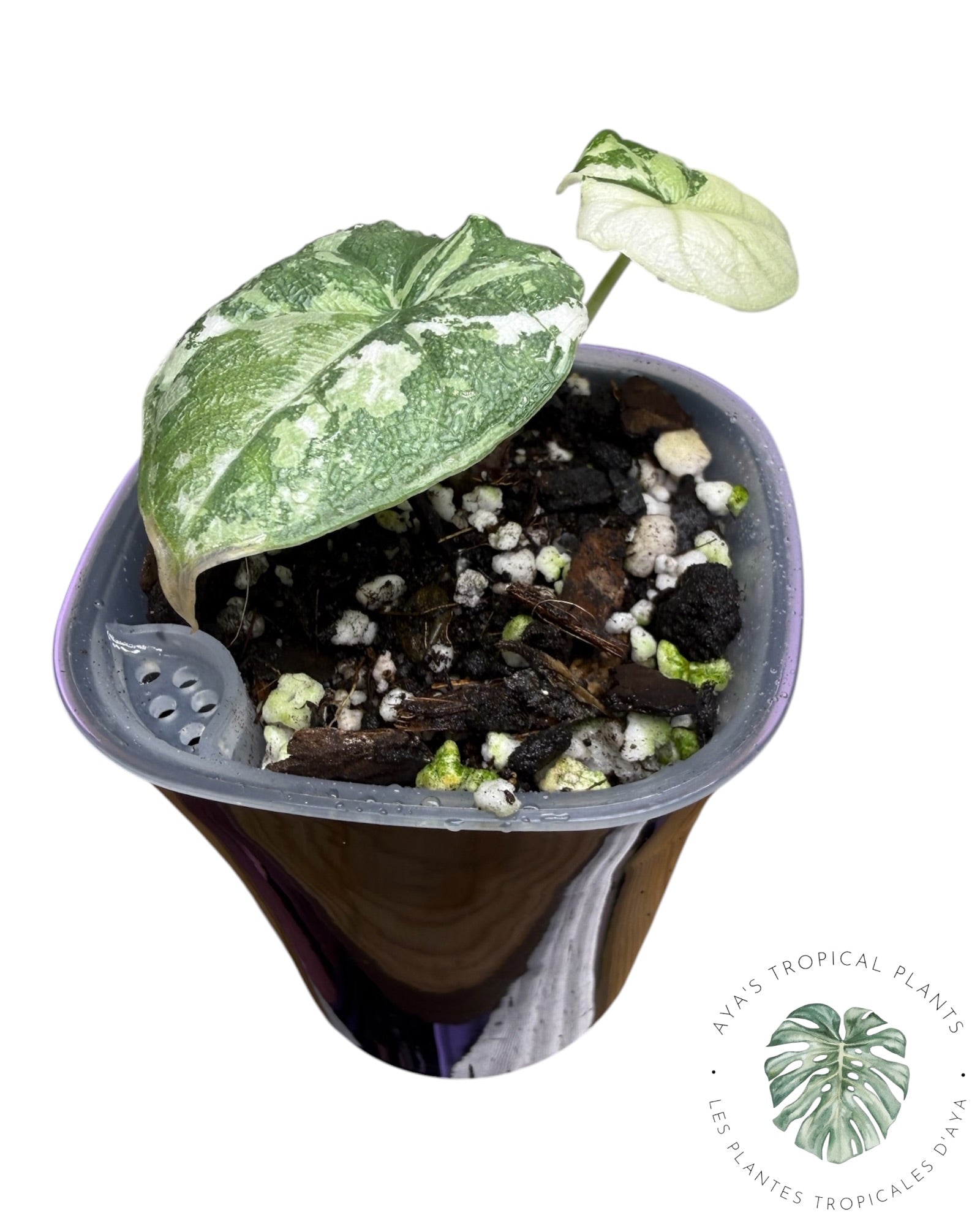 Alocasia Melo Albo Variegated