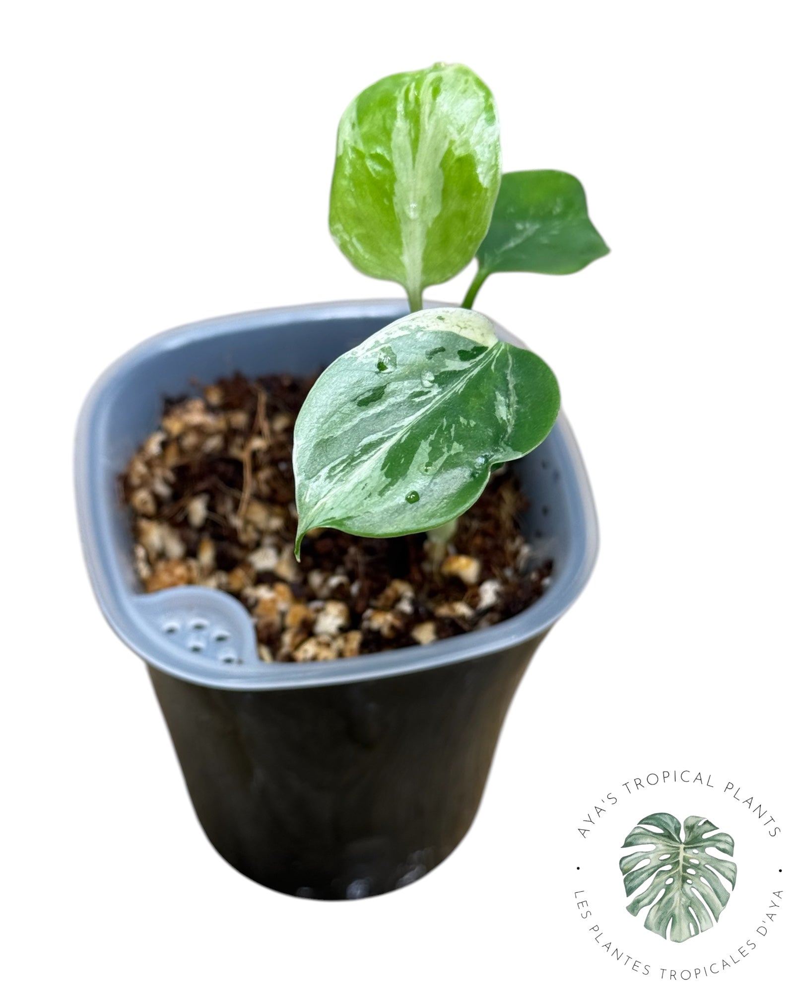 Monstera Deliciosa Bulbasaur