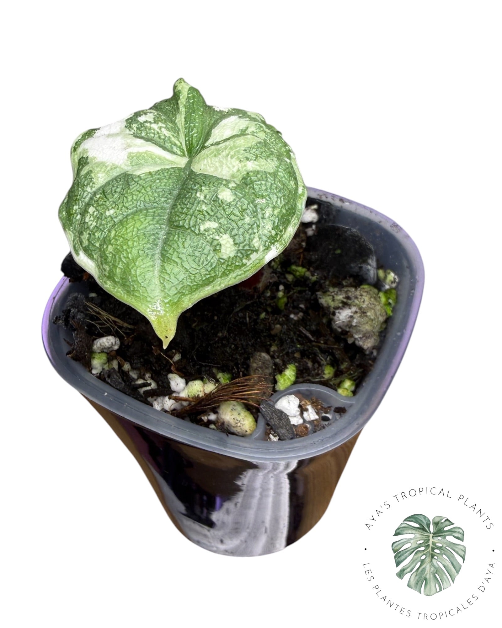 Alocasia Melo Albo Variegated