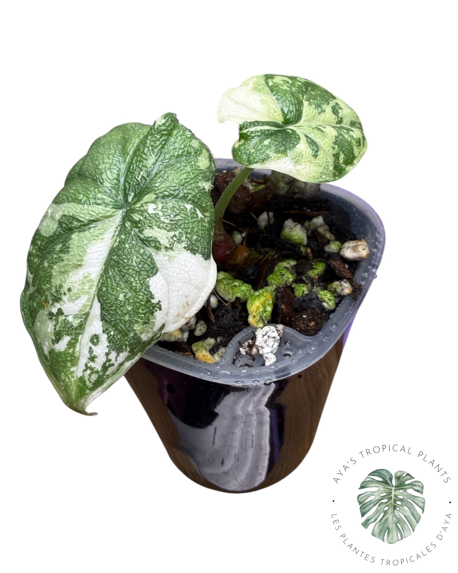 Alocasia Melo Albo Variegated