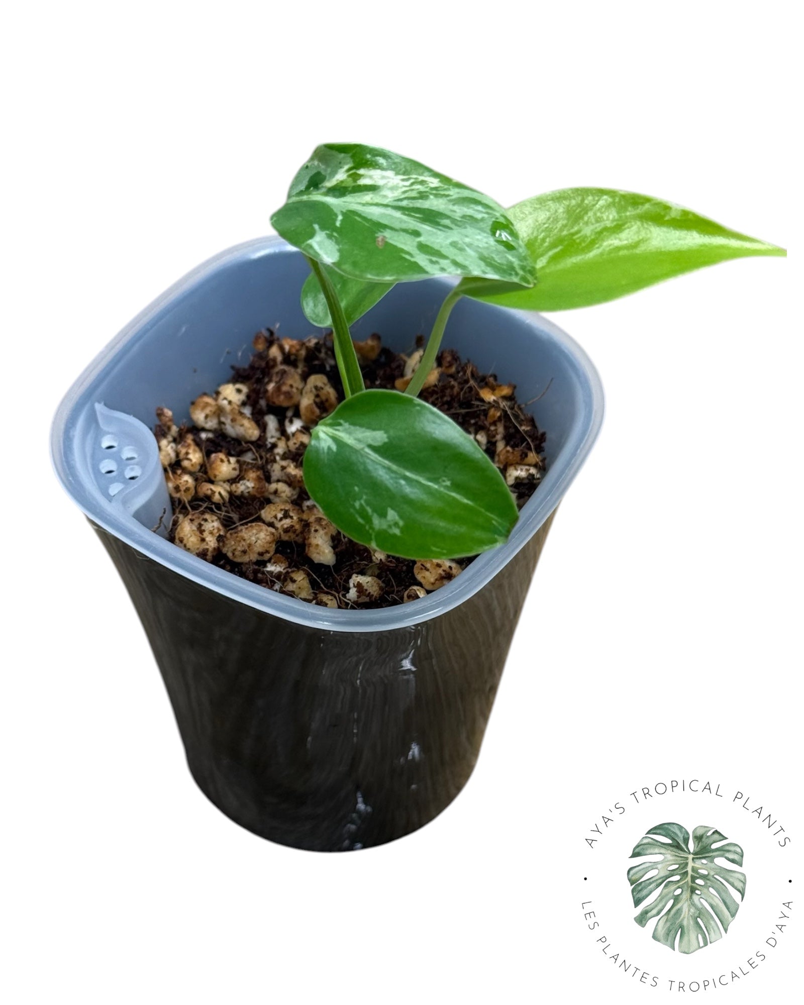 Monstera Deliciosa Bulbasaur