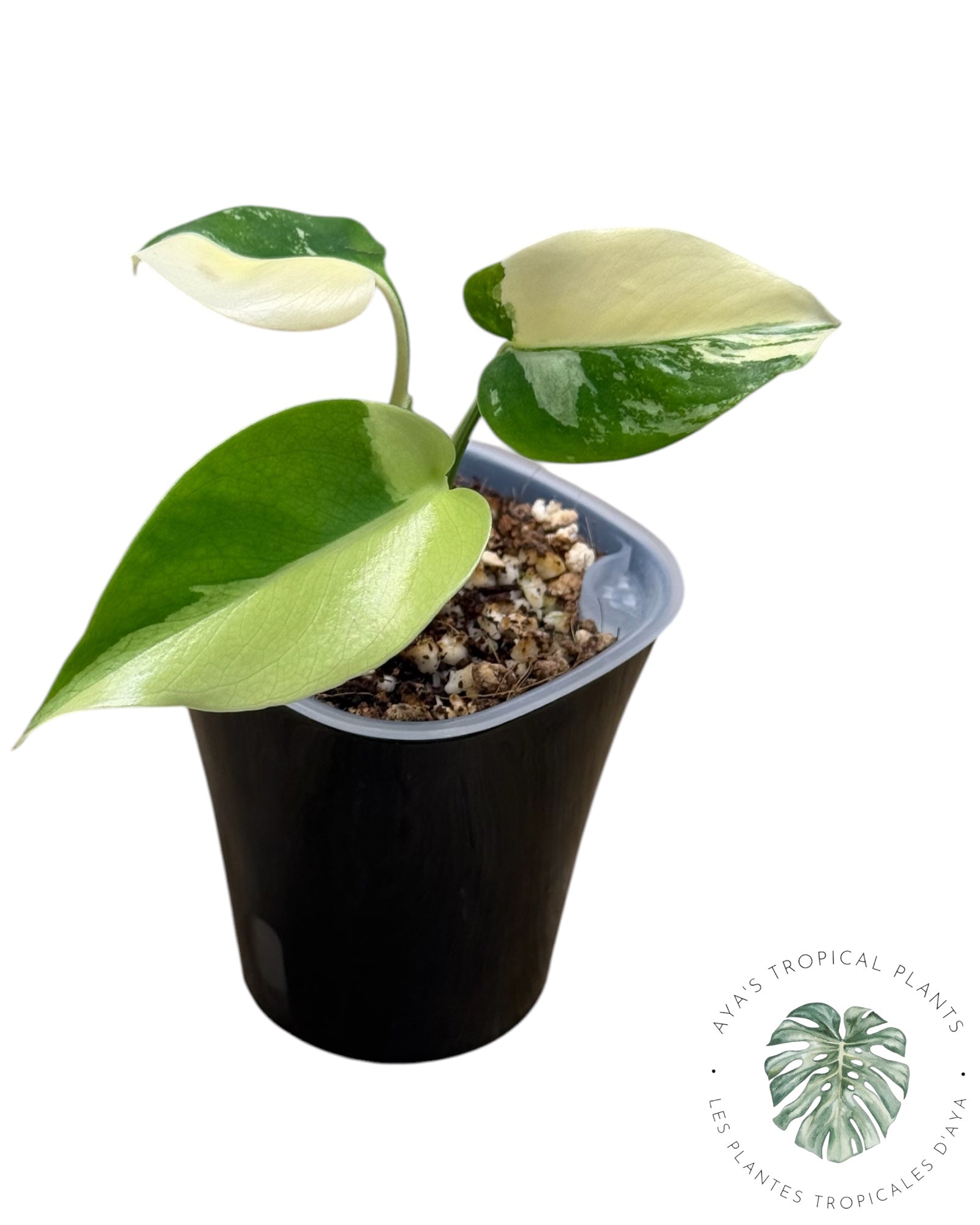 Monstera Deliciosa Pom Pom’