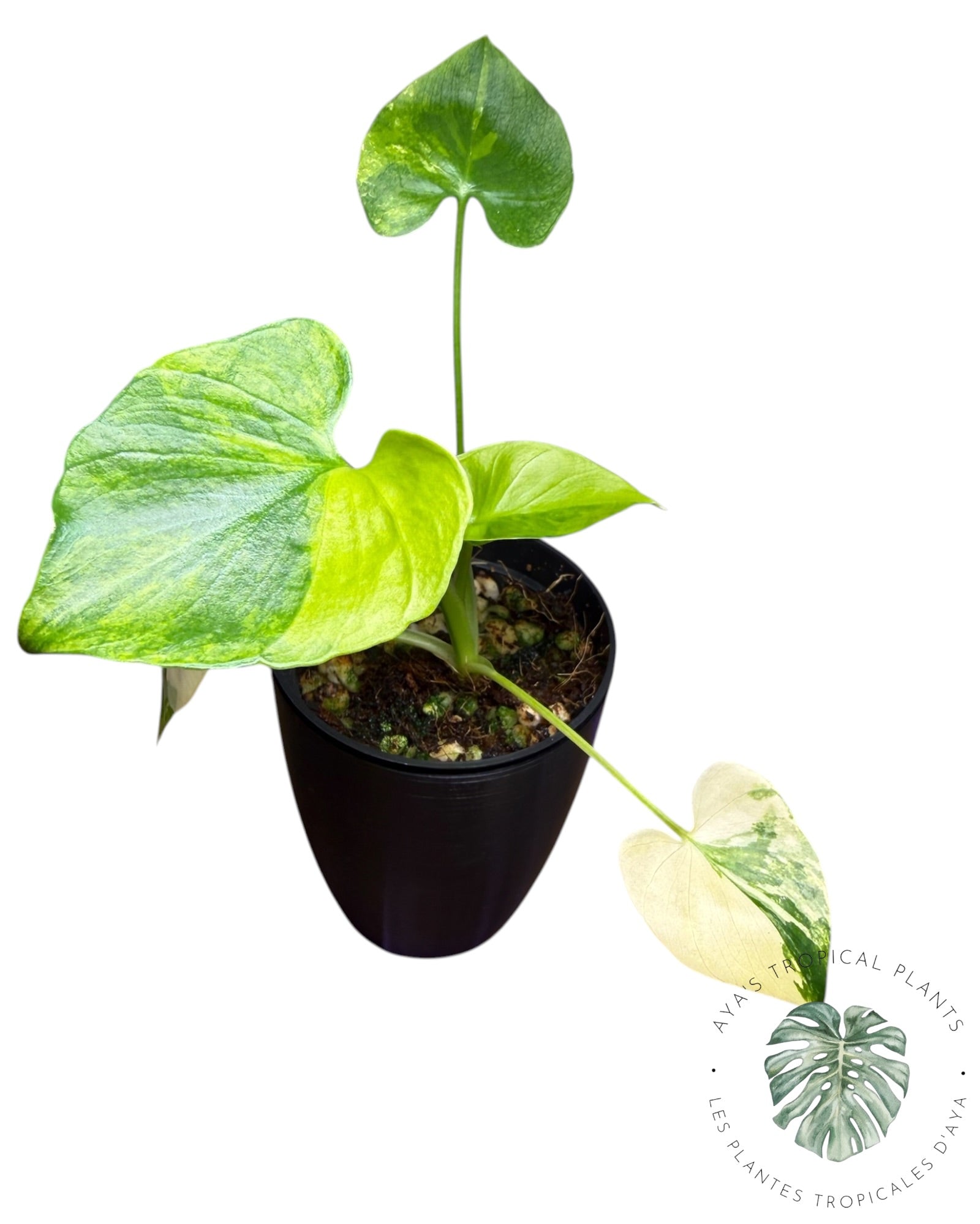 Philodendron Bipinnatifidum Variegated