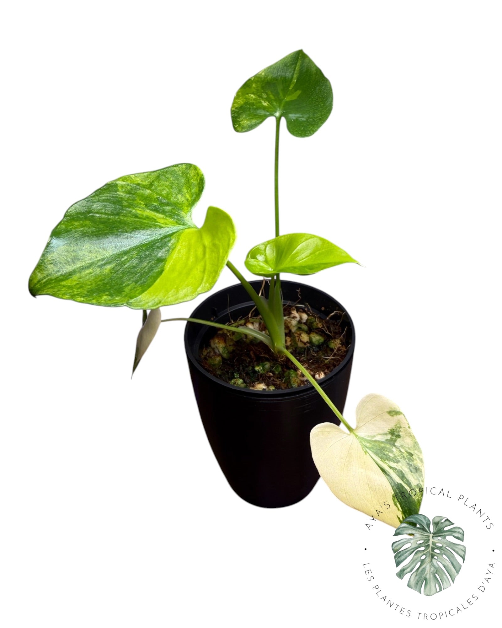 Philodendron Bipinnatifidum Variegated