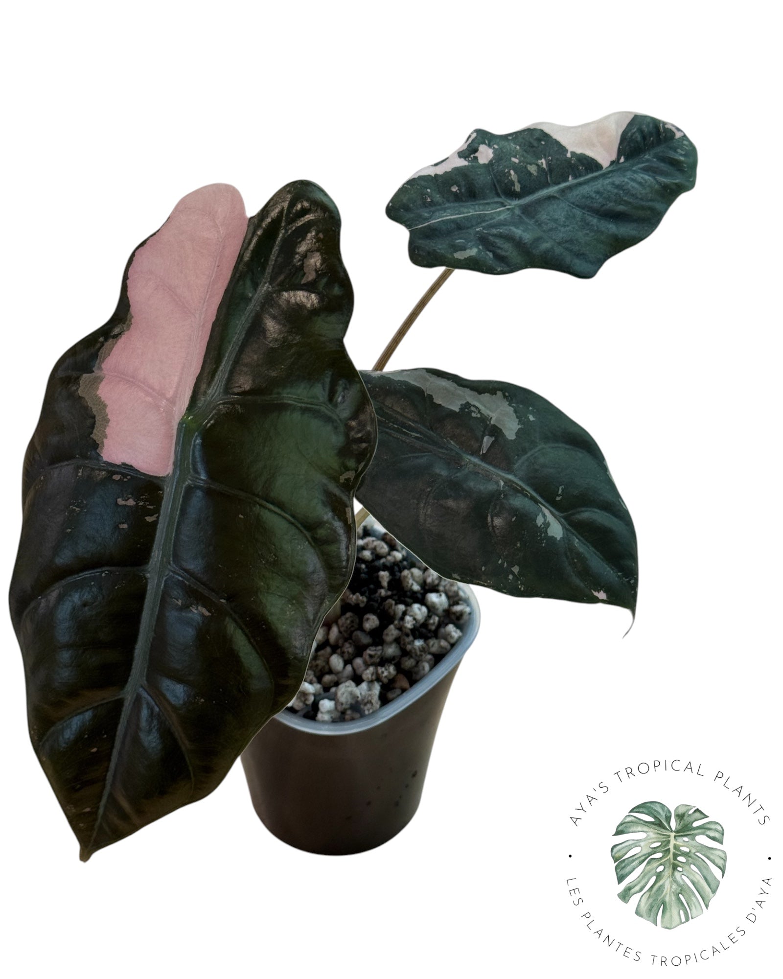 Alocasia Chantrieri Pink Variegated