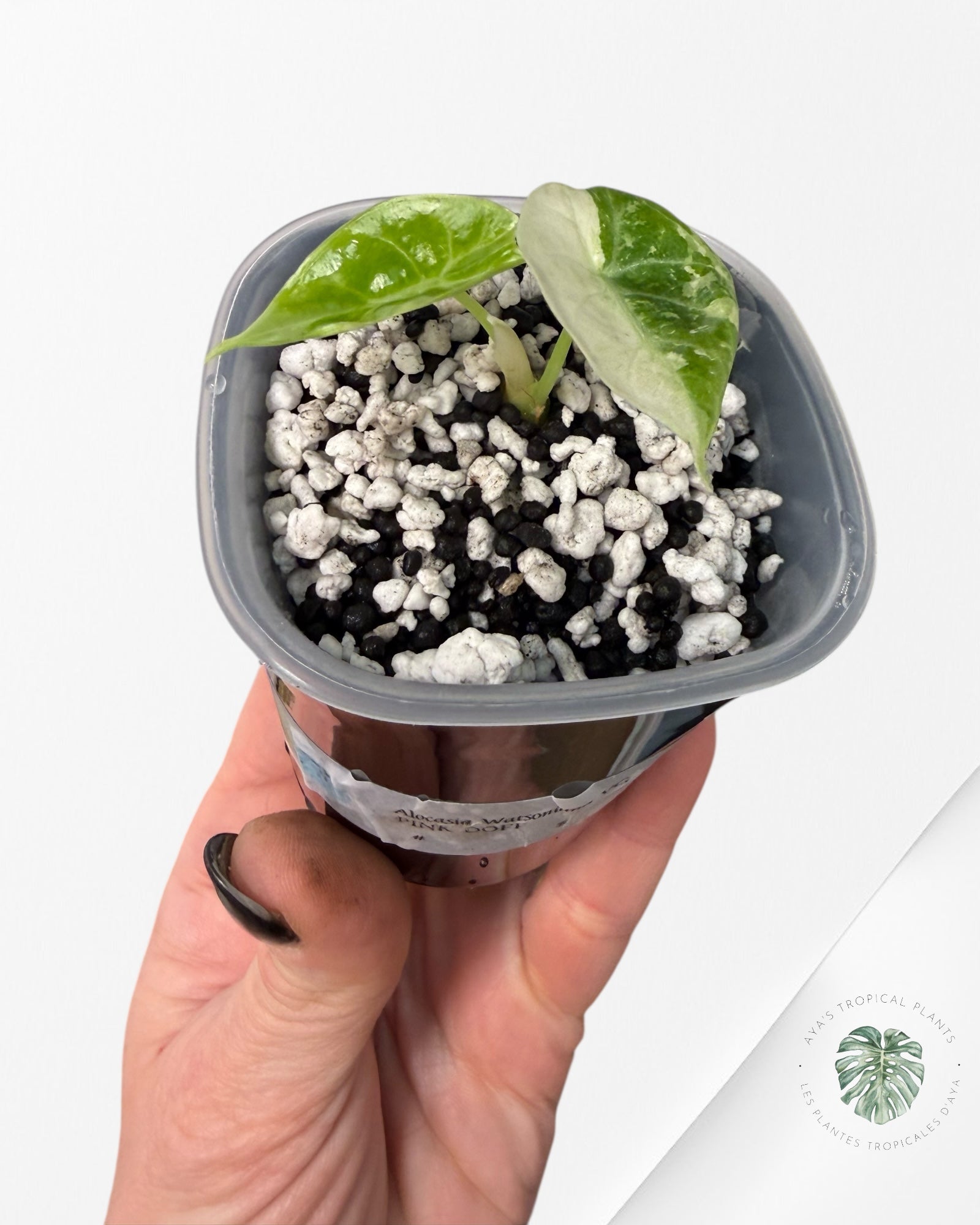 Alocasia Watsoniana Doff. Rose panaché | Plante TC rare | Plantes tropicales d'Aya