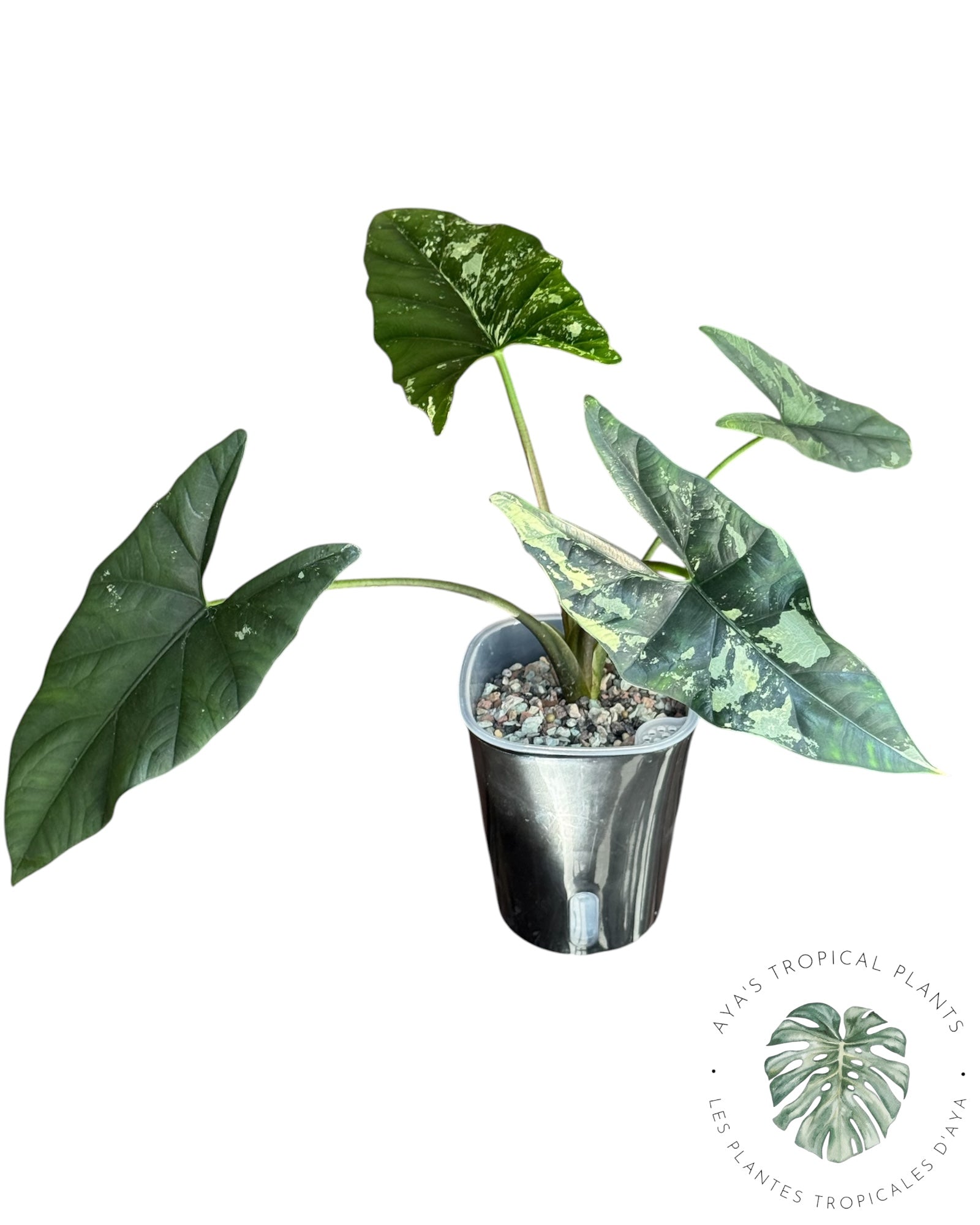 Alocasia Simpo Albo Variété Panachée