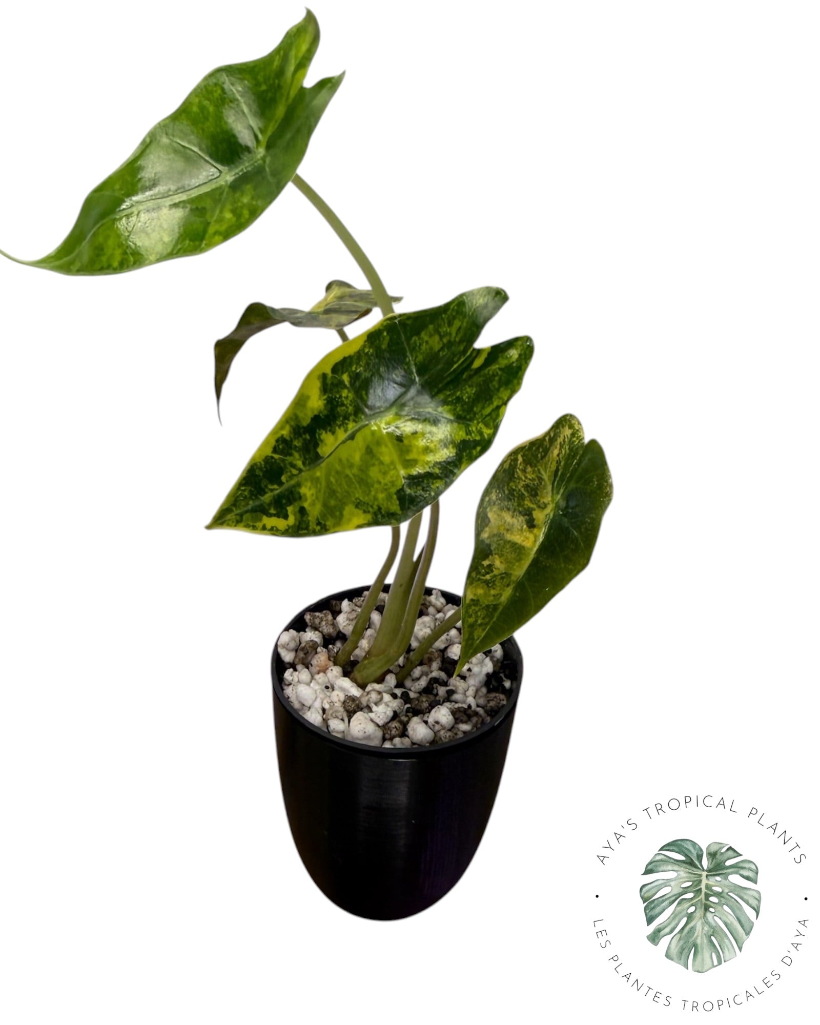 Alocasia Sanderiana ‘Bull’ Aurea Variegated