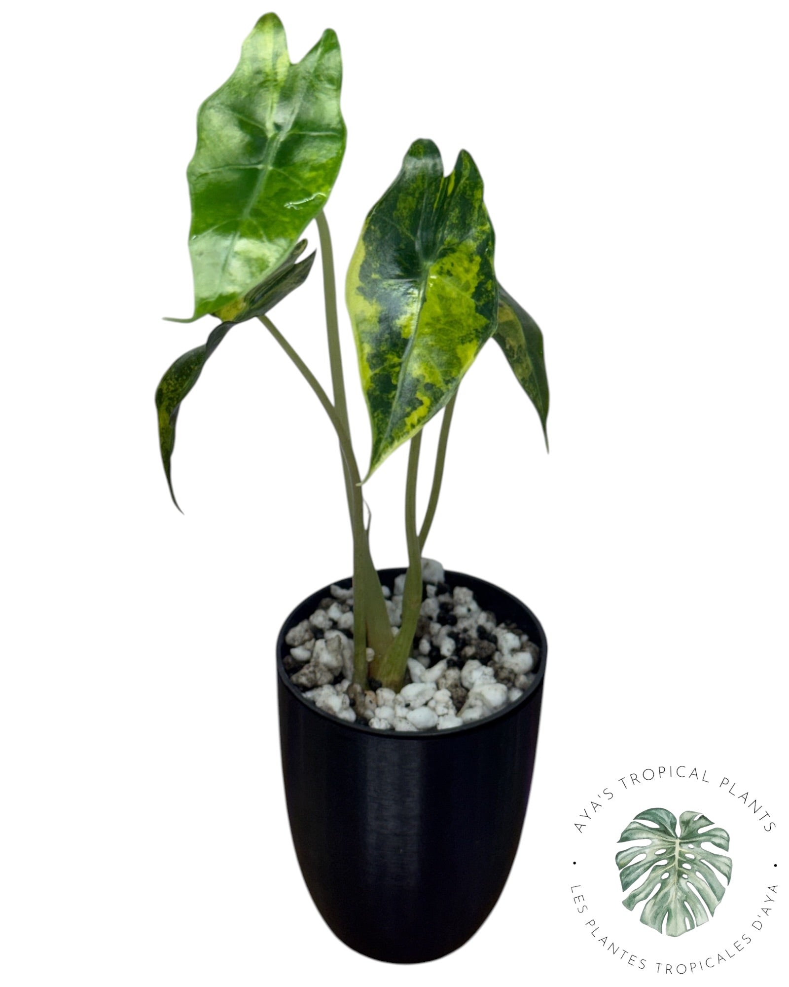 Alocasia Sanderiana ‘Bull’ Aurea Variegated