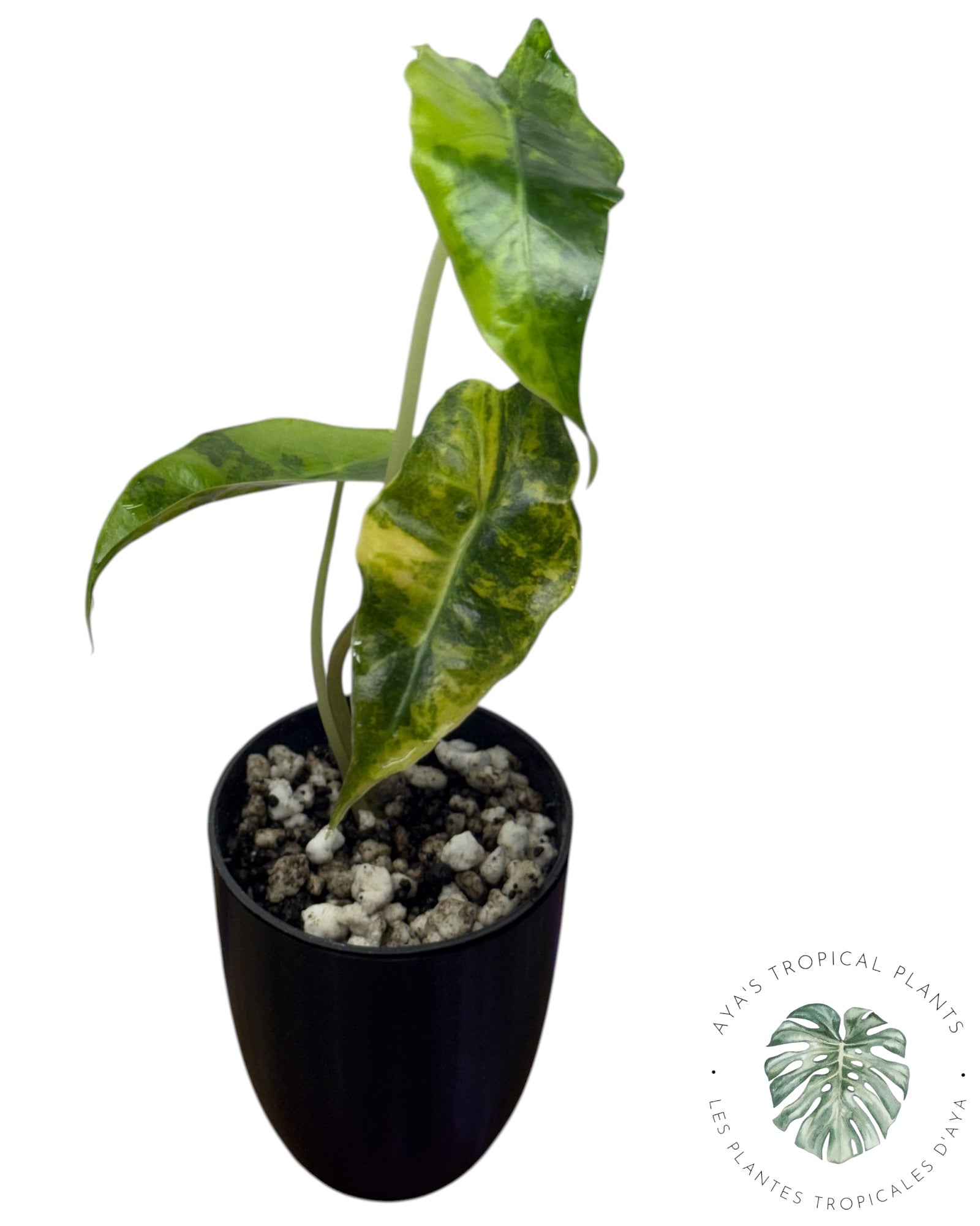 Alocasia Sanderiana ‘Bull’ Aurea Variégata