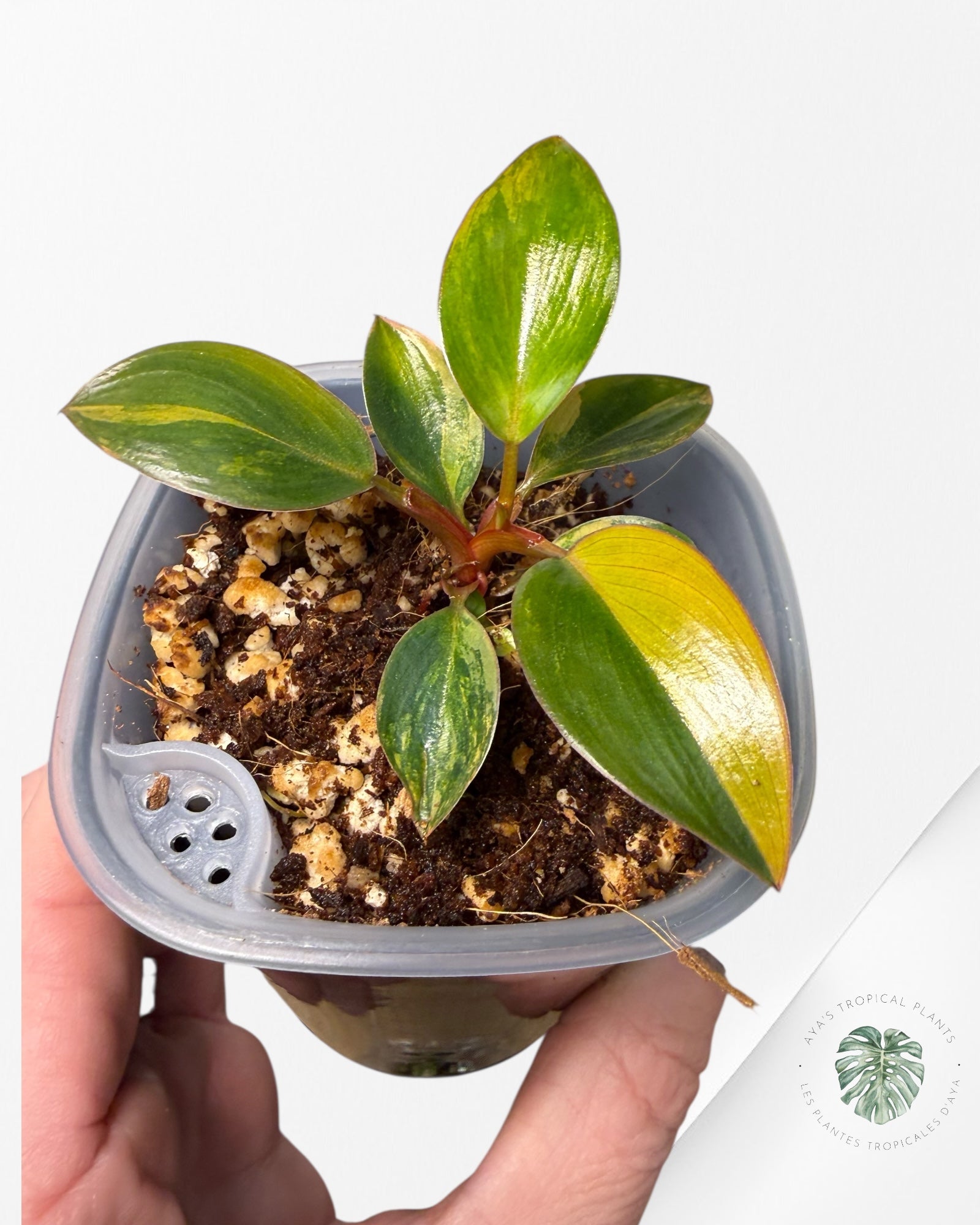 Philodendron rouge du Congo | Plante rare cultivée en culture tropicale | Plantes tropicales d'Aya