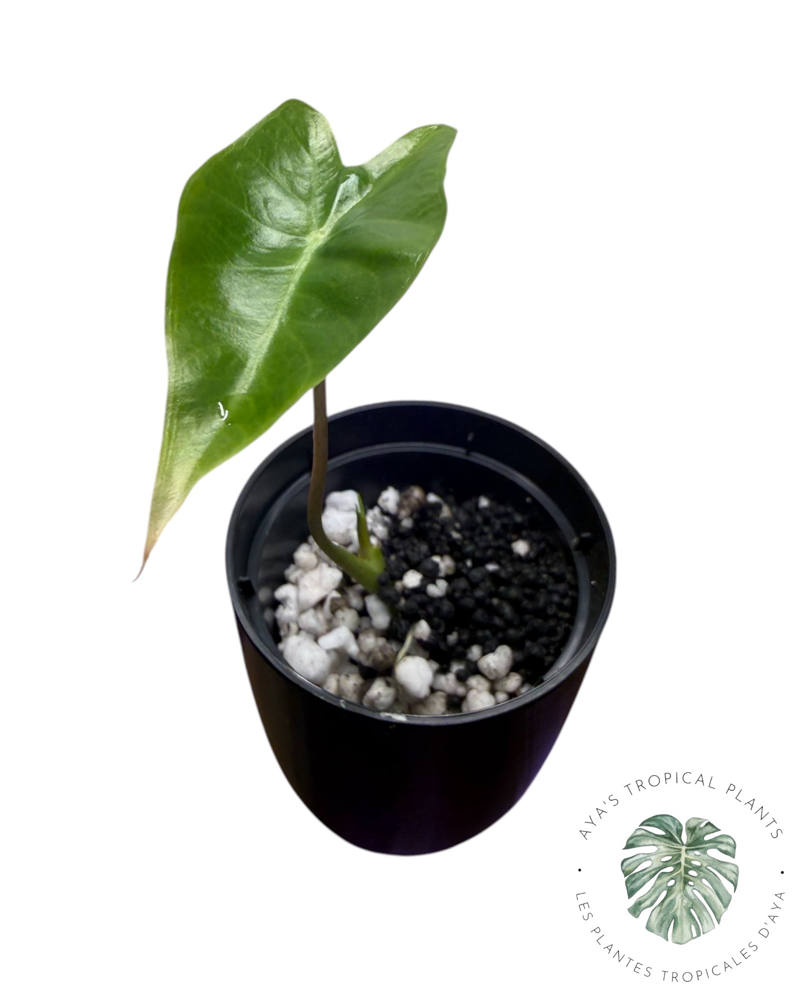 Alocasia Black Satun Pink Bone