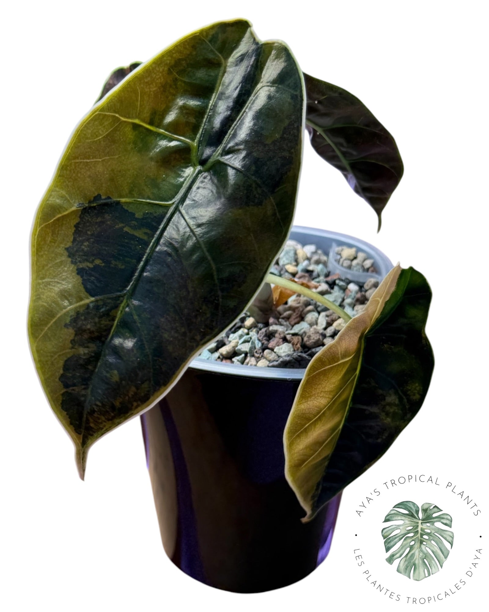 Alocasia Azlanii Aurea panaché